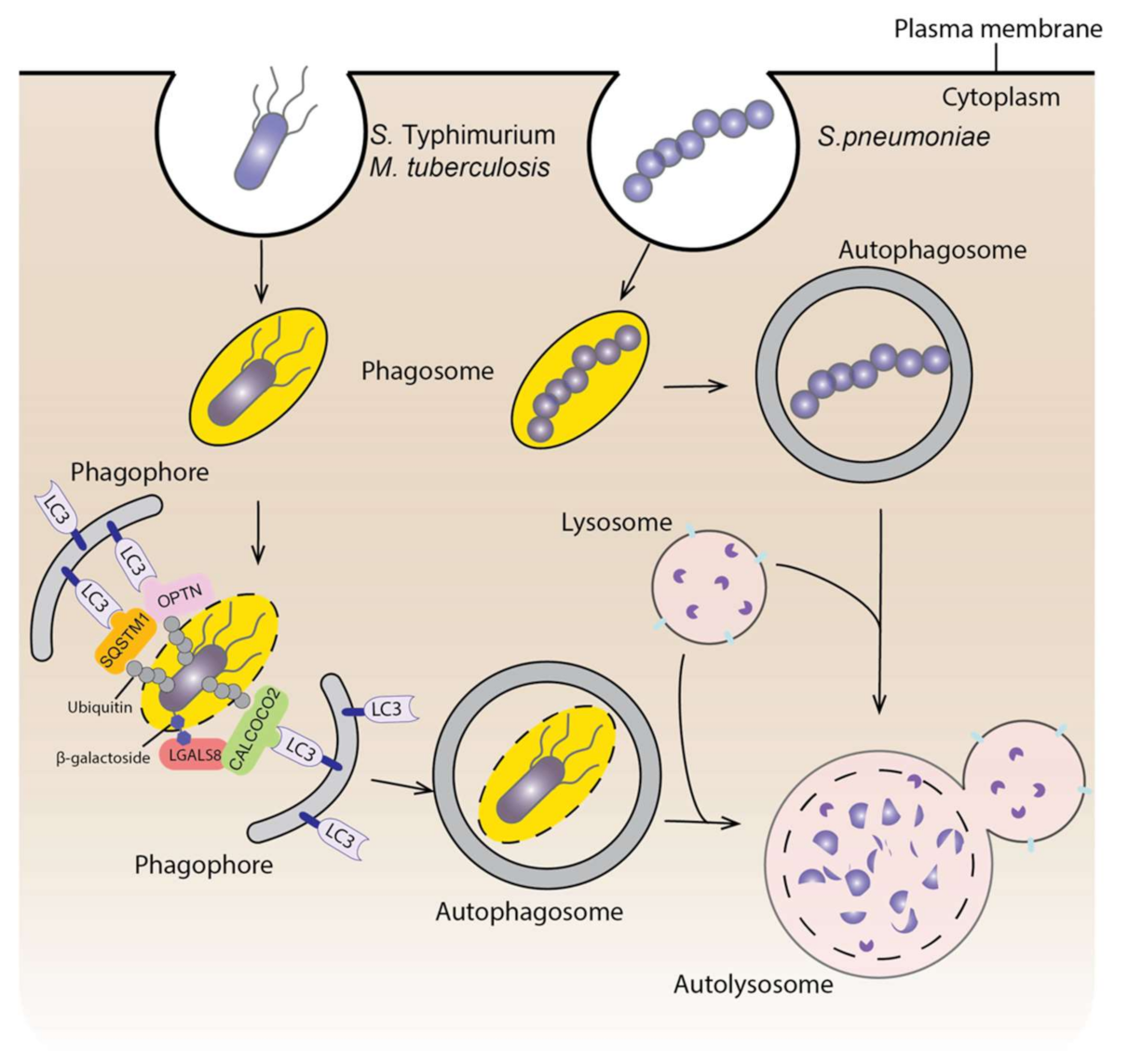 Biomedicines 09 01651 g003