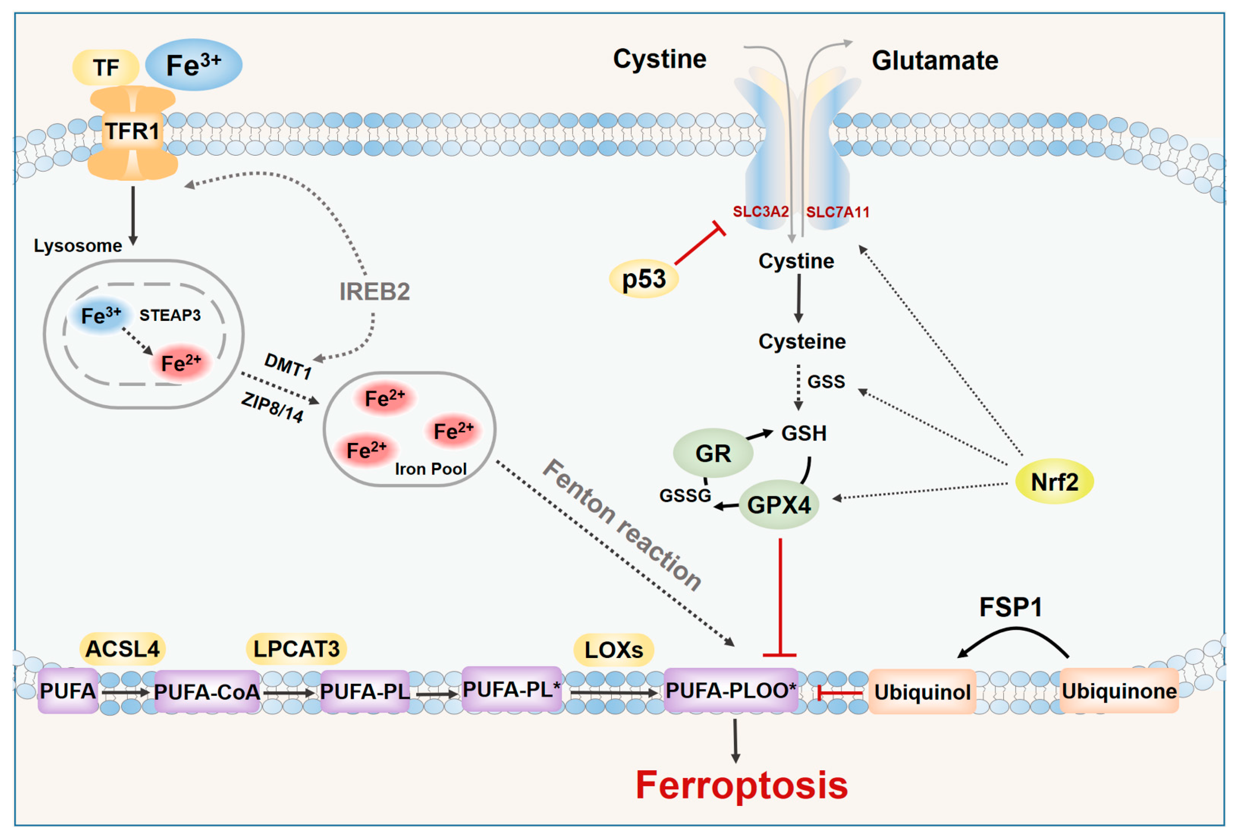 Role of Ferroptosis in Non-Alcoholic Fatty Liver Disease and Its ...