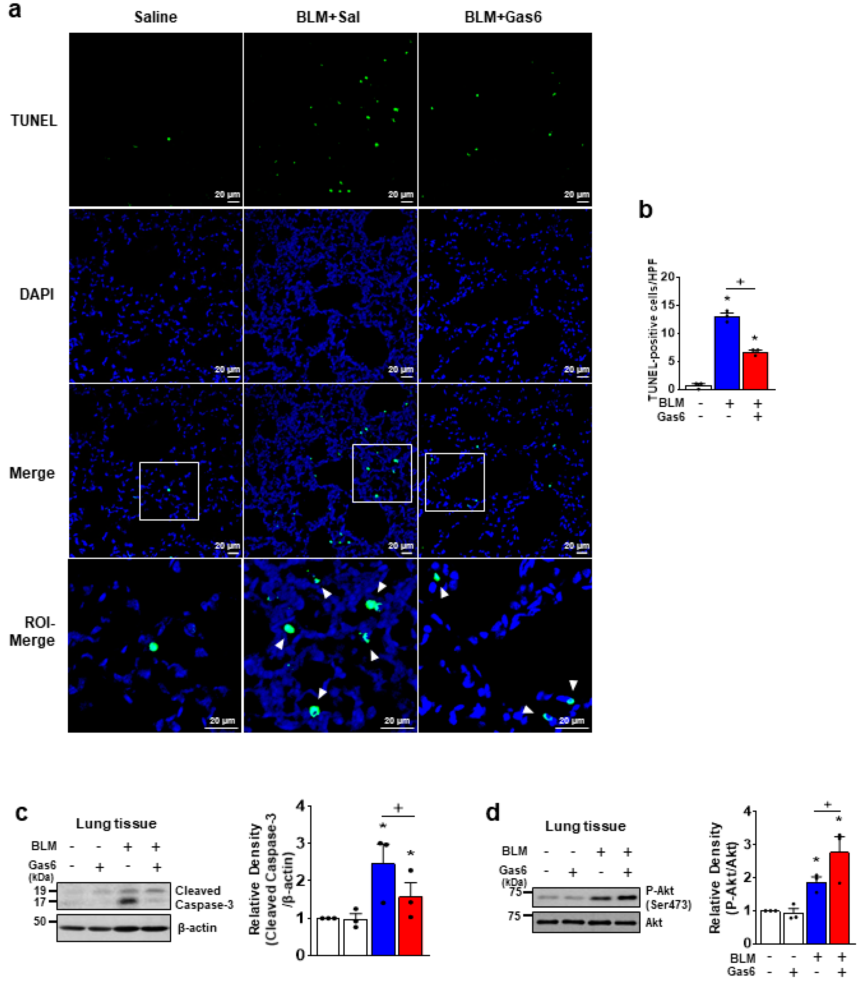 Biomedicines 09 01674 g003