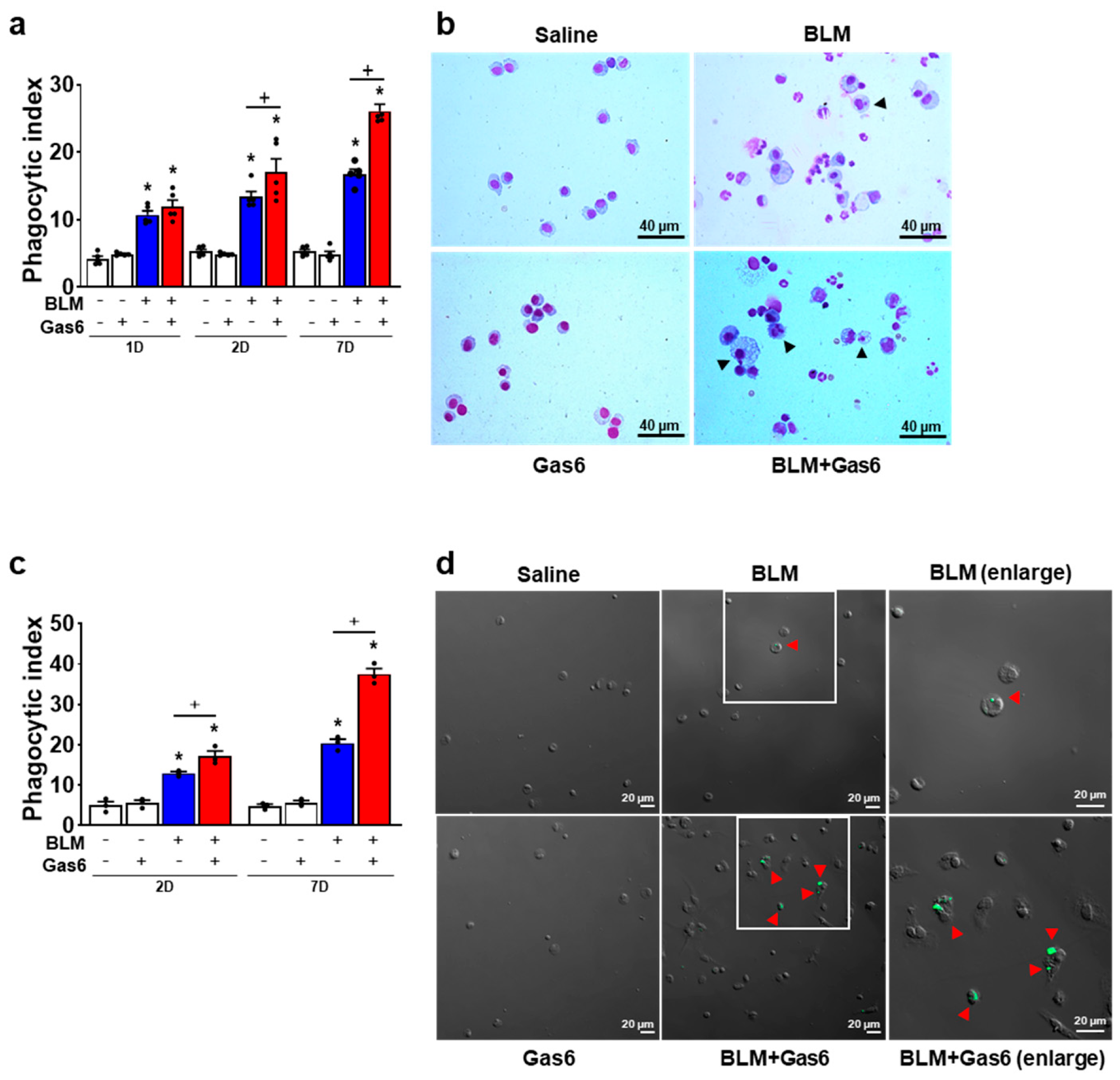 Biomedicines 09 01674 g005