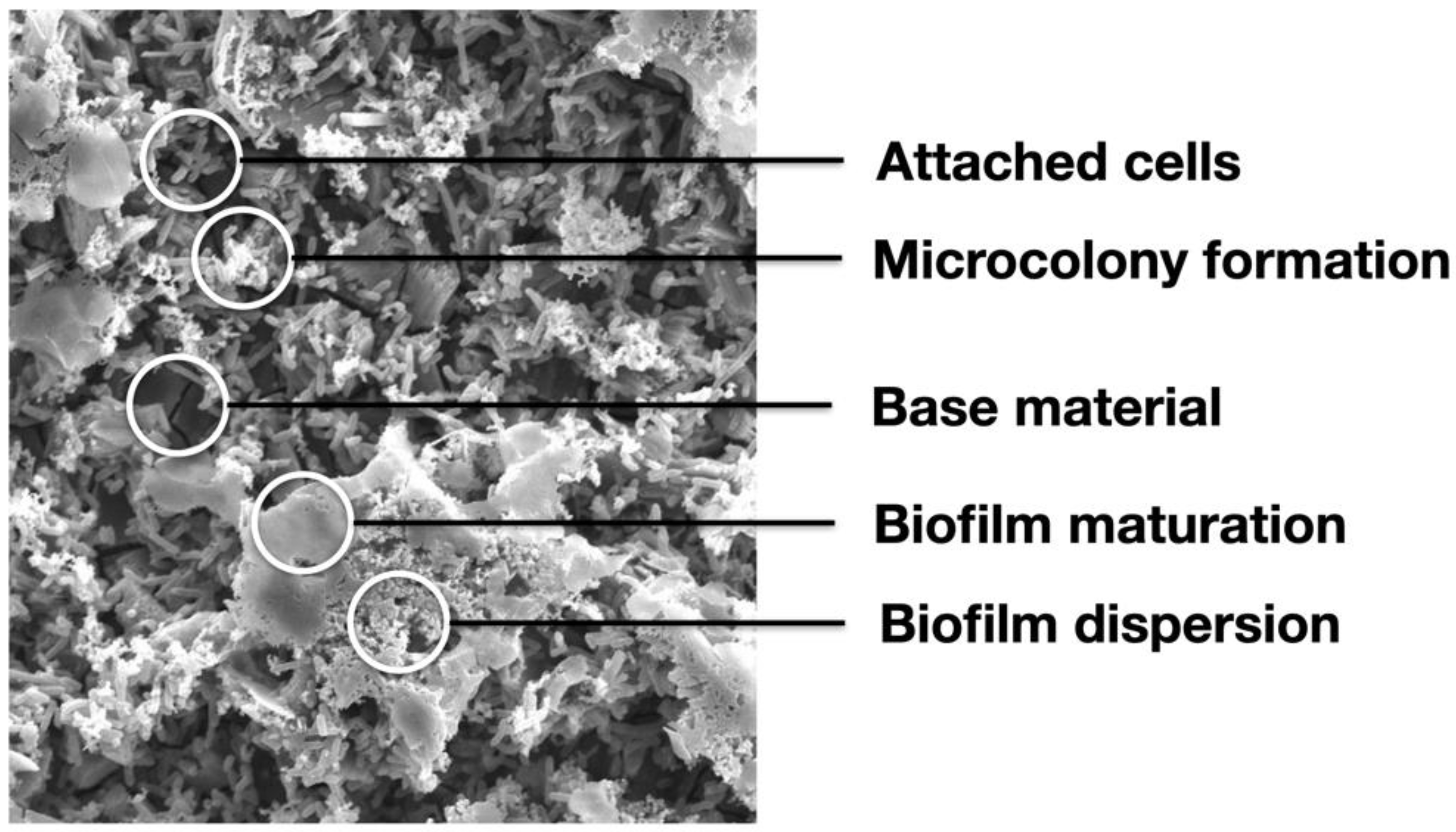 Biomedicines 09 01677 g002