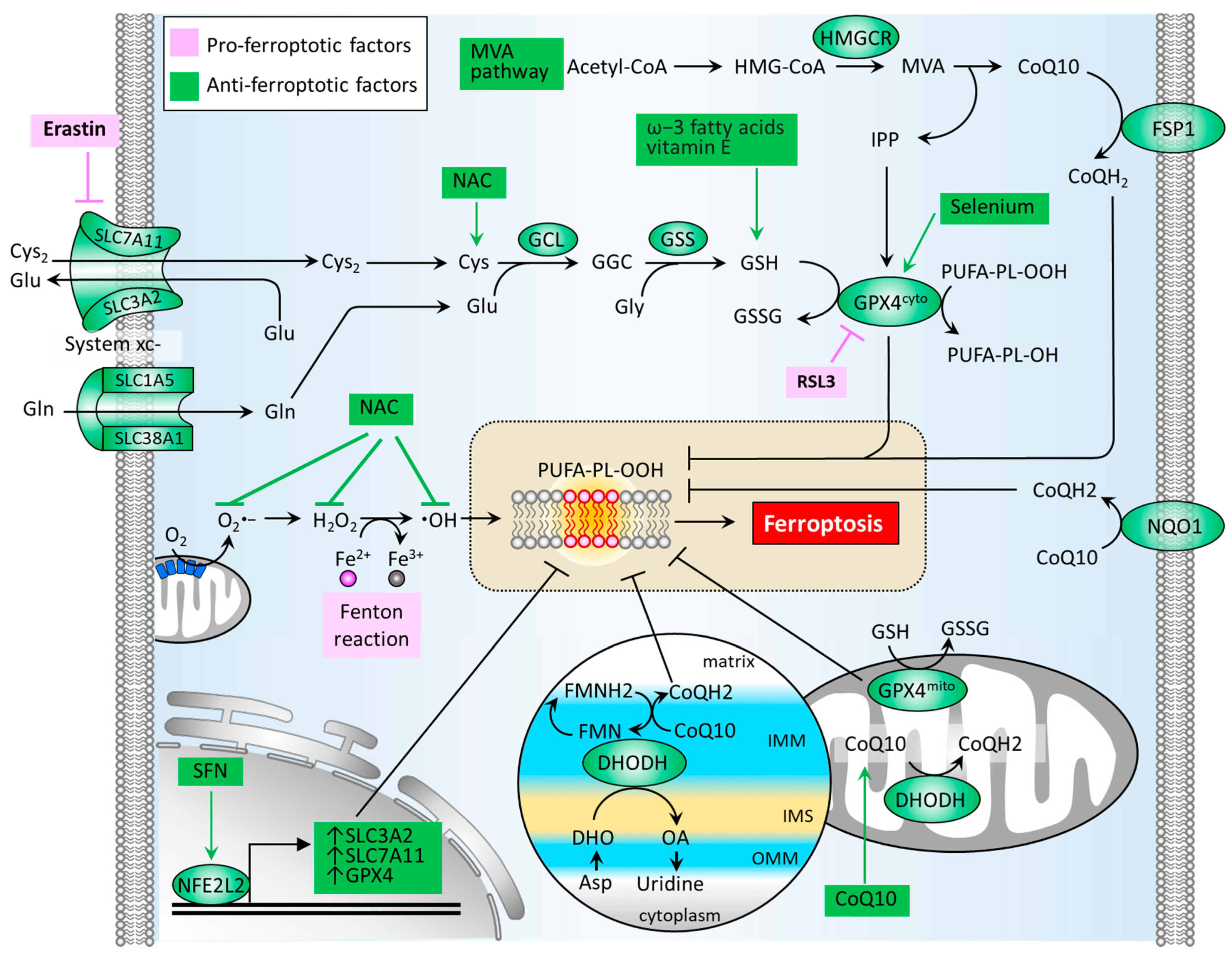 Biomedicines 09 01679 g003