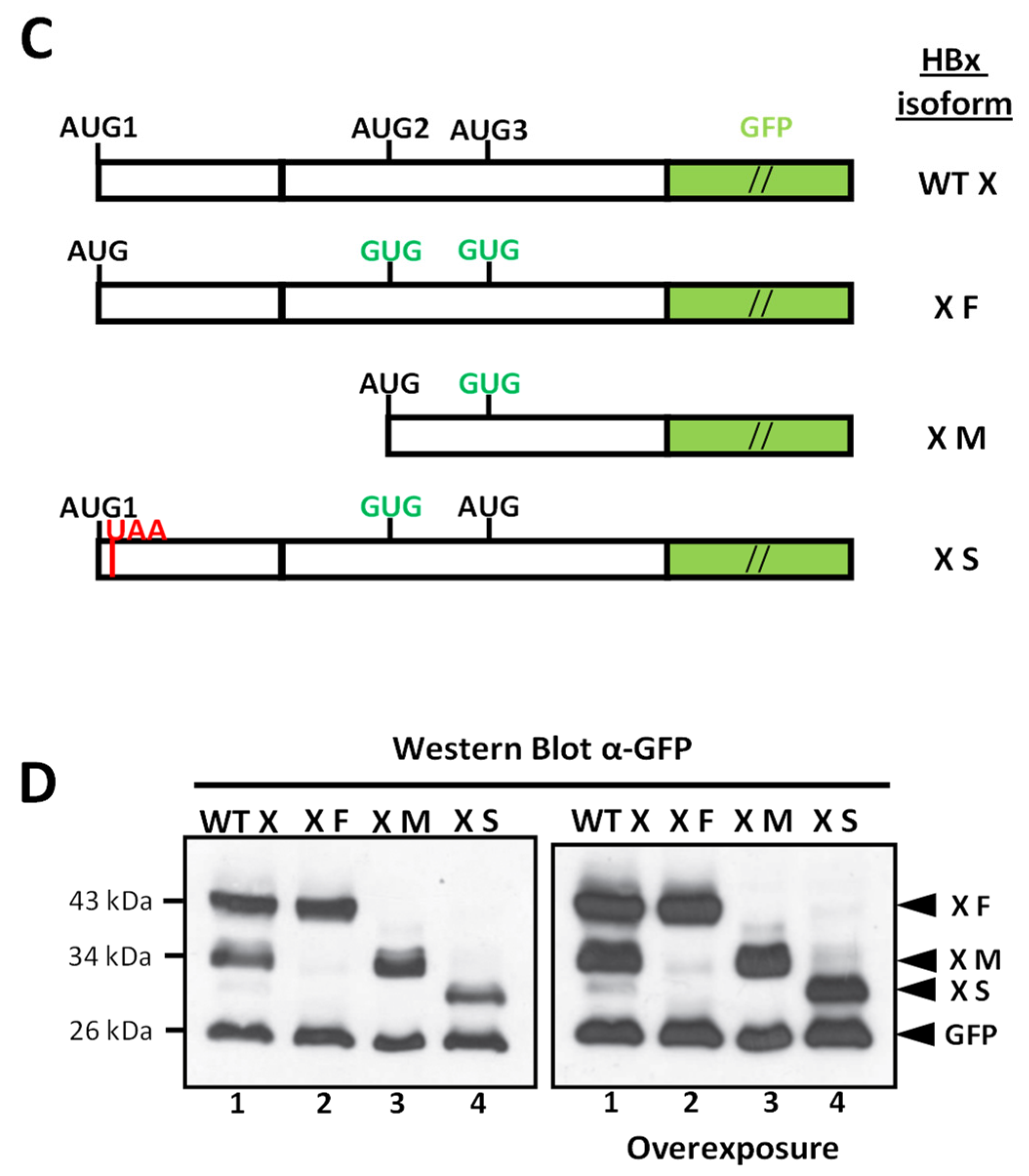 Biomedicines 09 01701 g001b Biomedicines 09 01701 g001b
