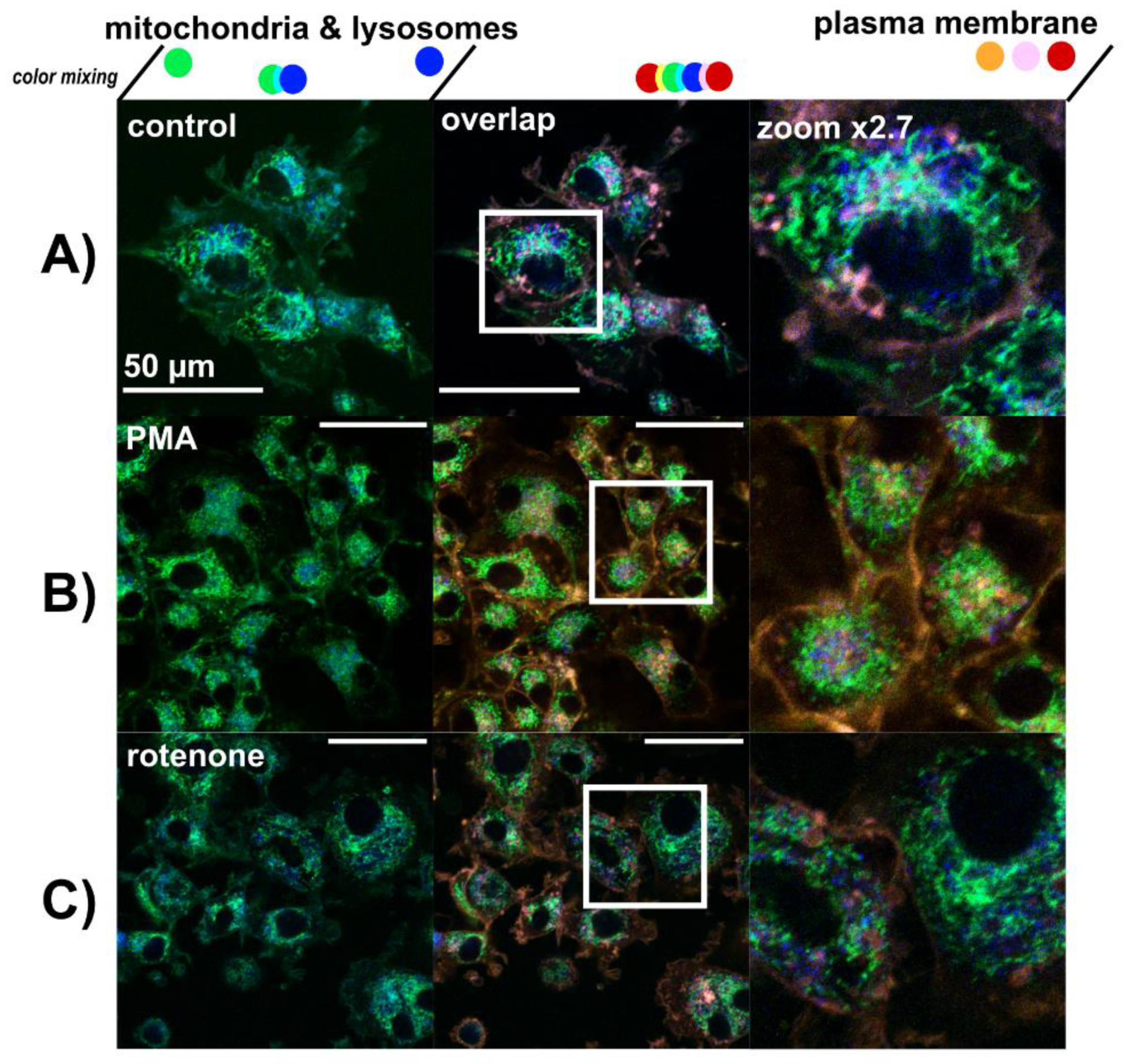 Biomedicines 09 01703 g004