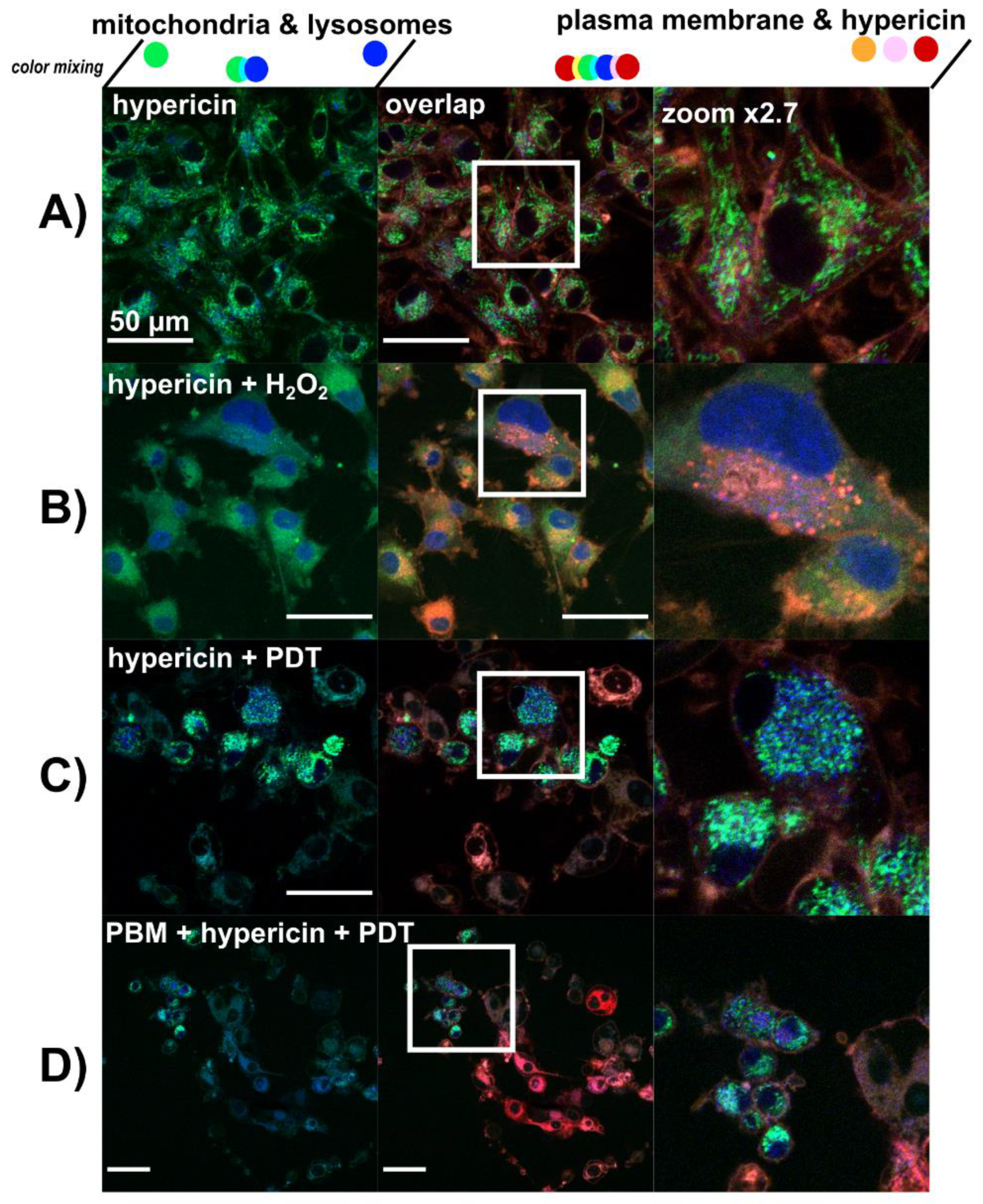 Biomedicines 09 01703 g005
