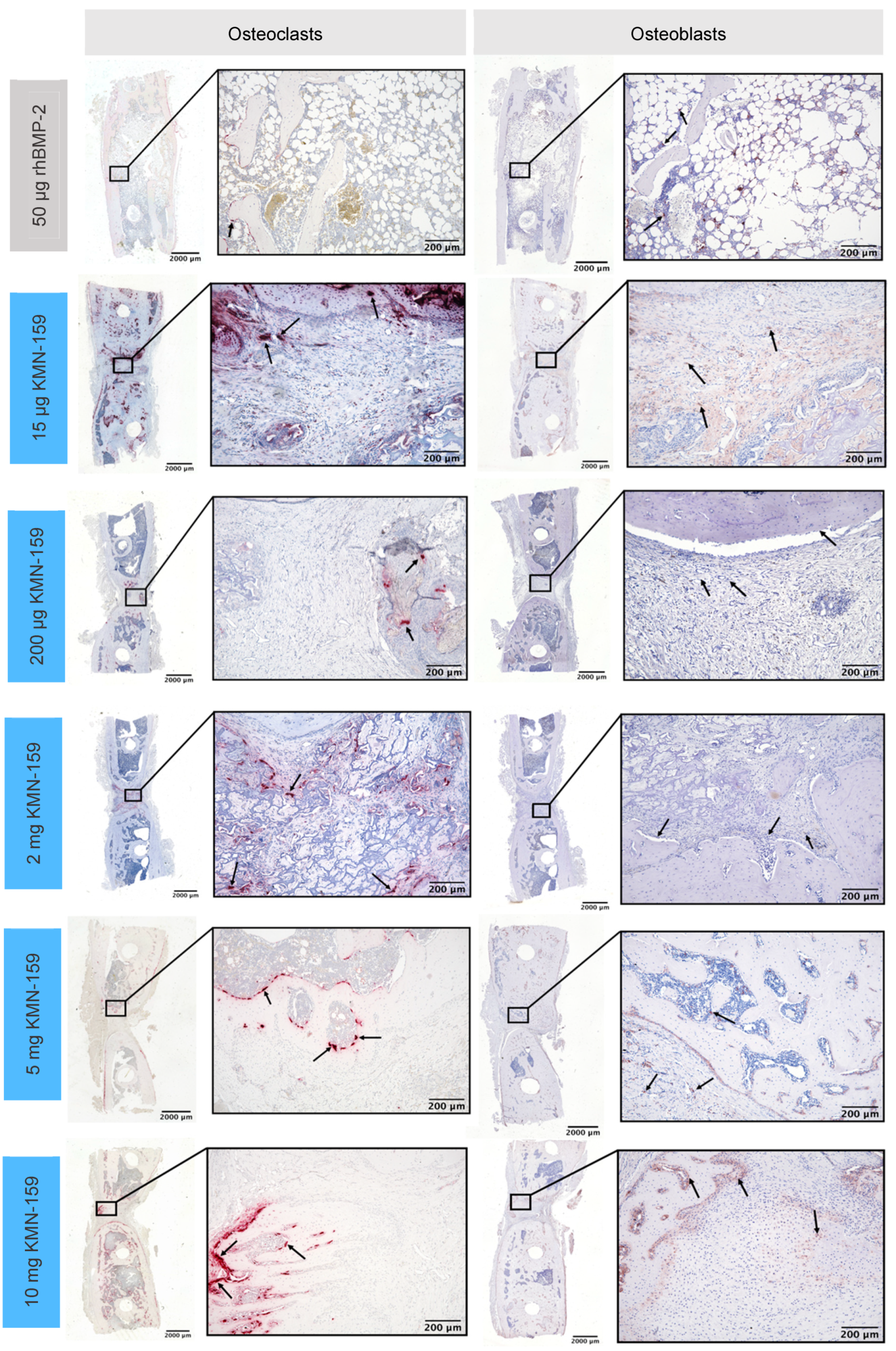 Biomedicines 09 01712 g004