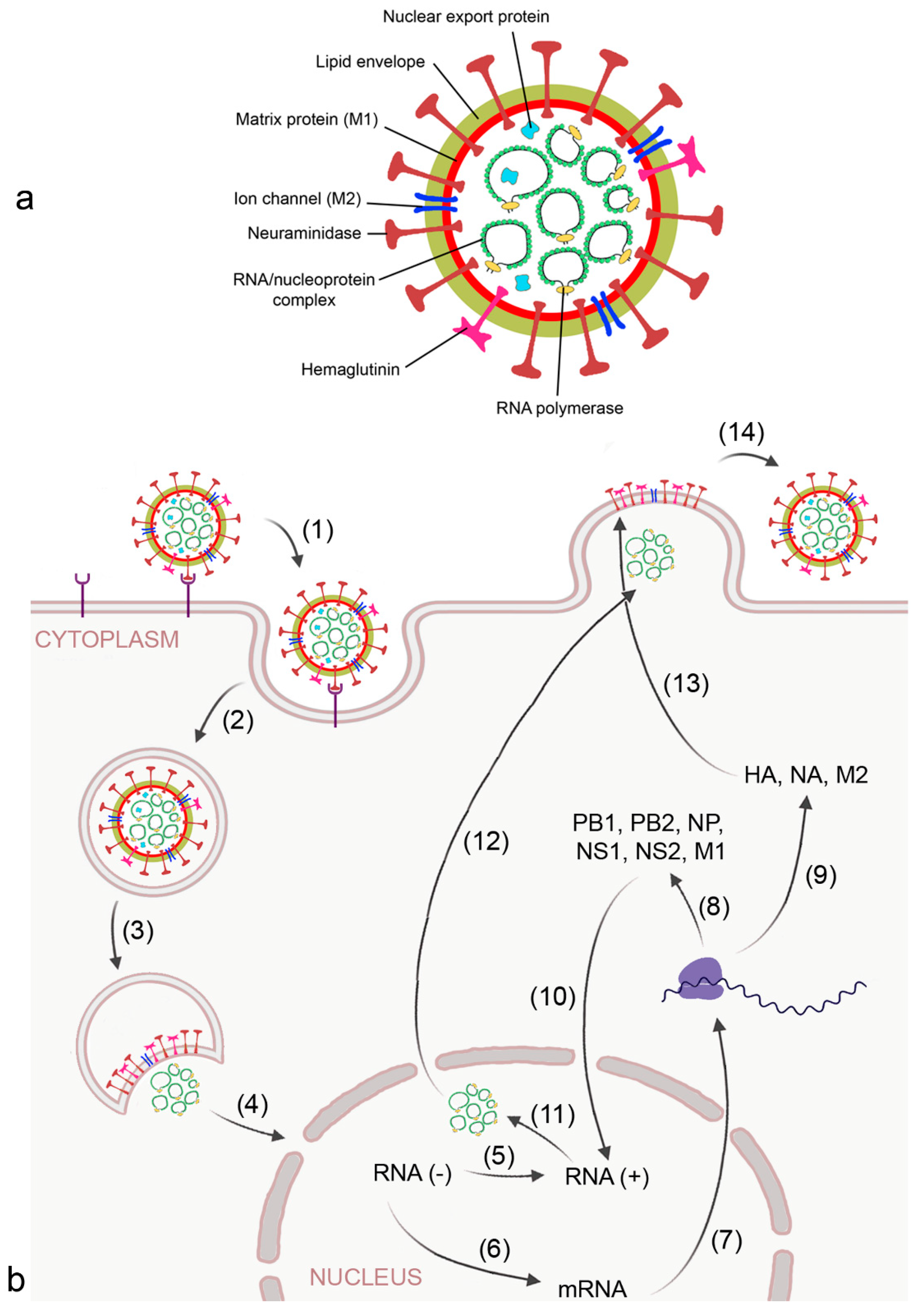 Biomedicines 09 01732 g002