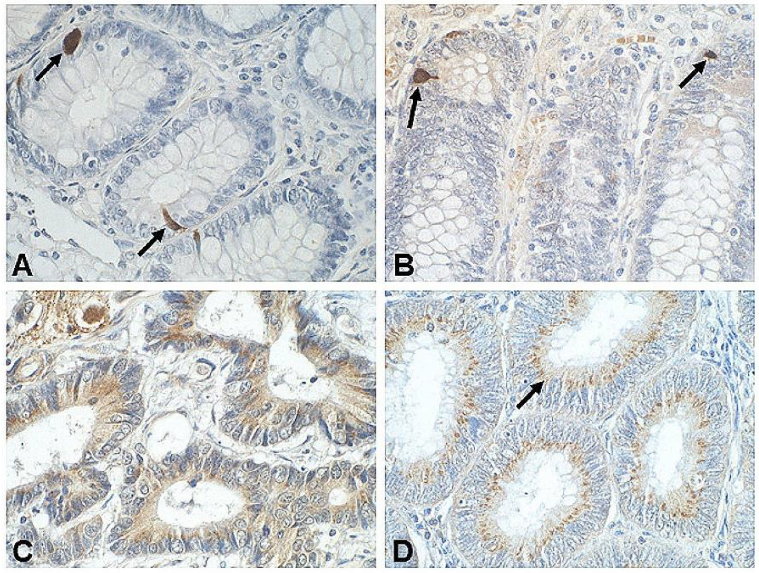 Biomedicines 09 01743 g001 Biomedicines 09 01743 g001