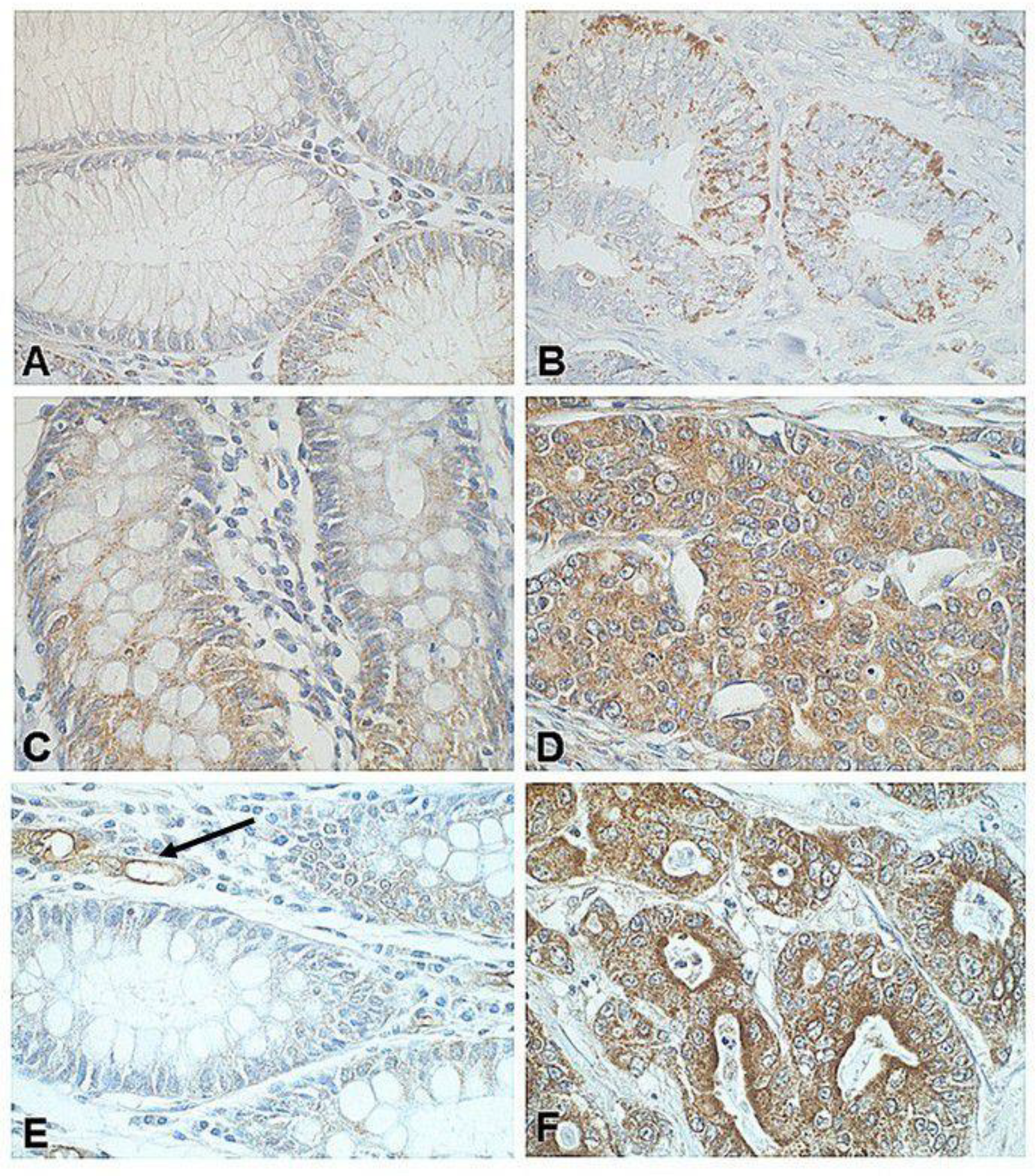 Biomedicines 09 01743 g002 Biomedicines 09 01743 g002