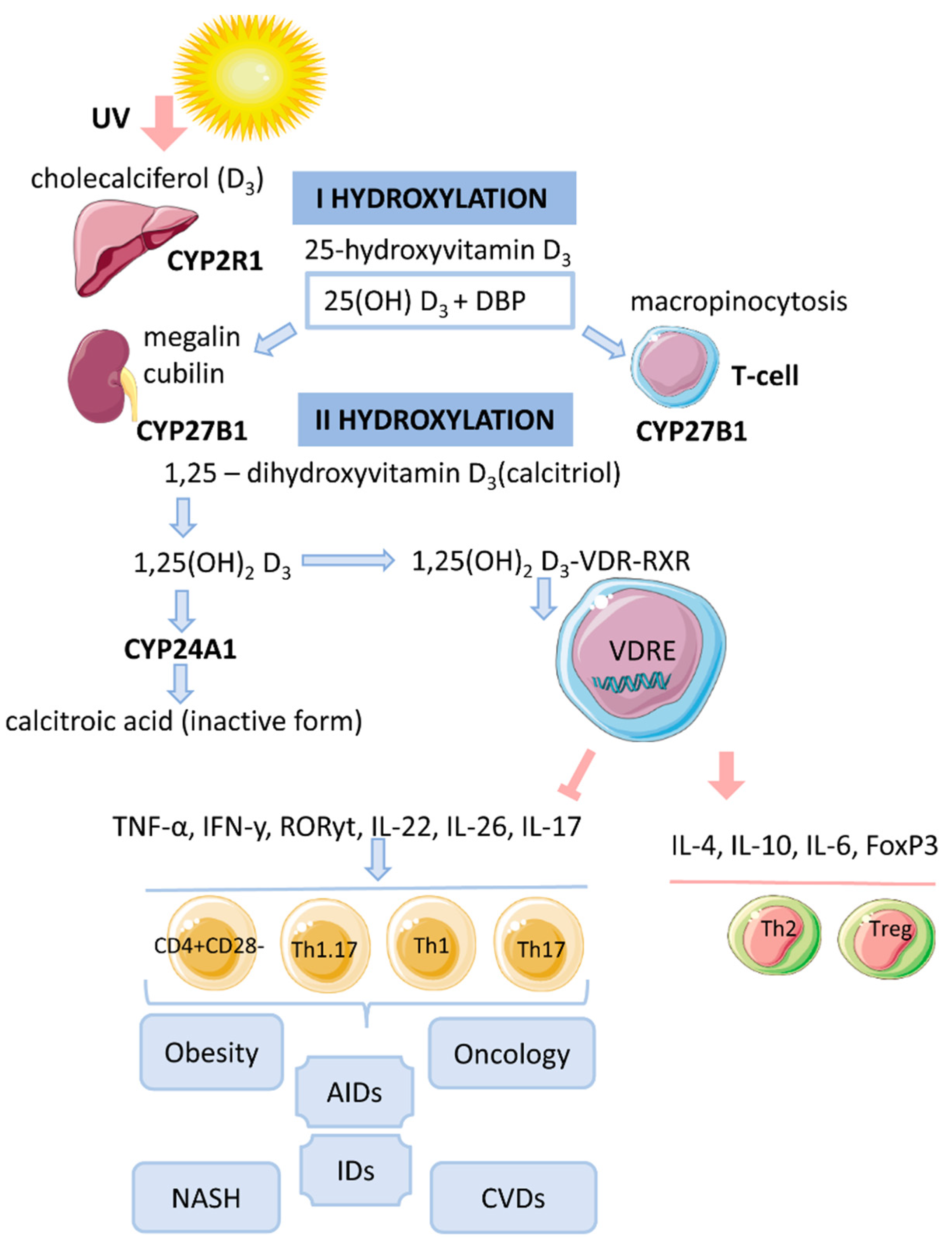 Biomedicines 09 01750 g001 Biomedicines 09 01750 g001
