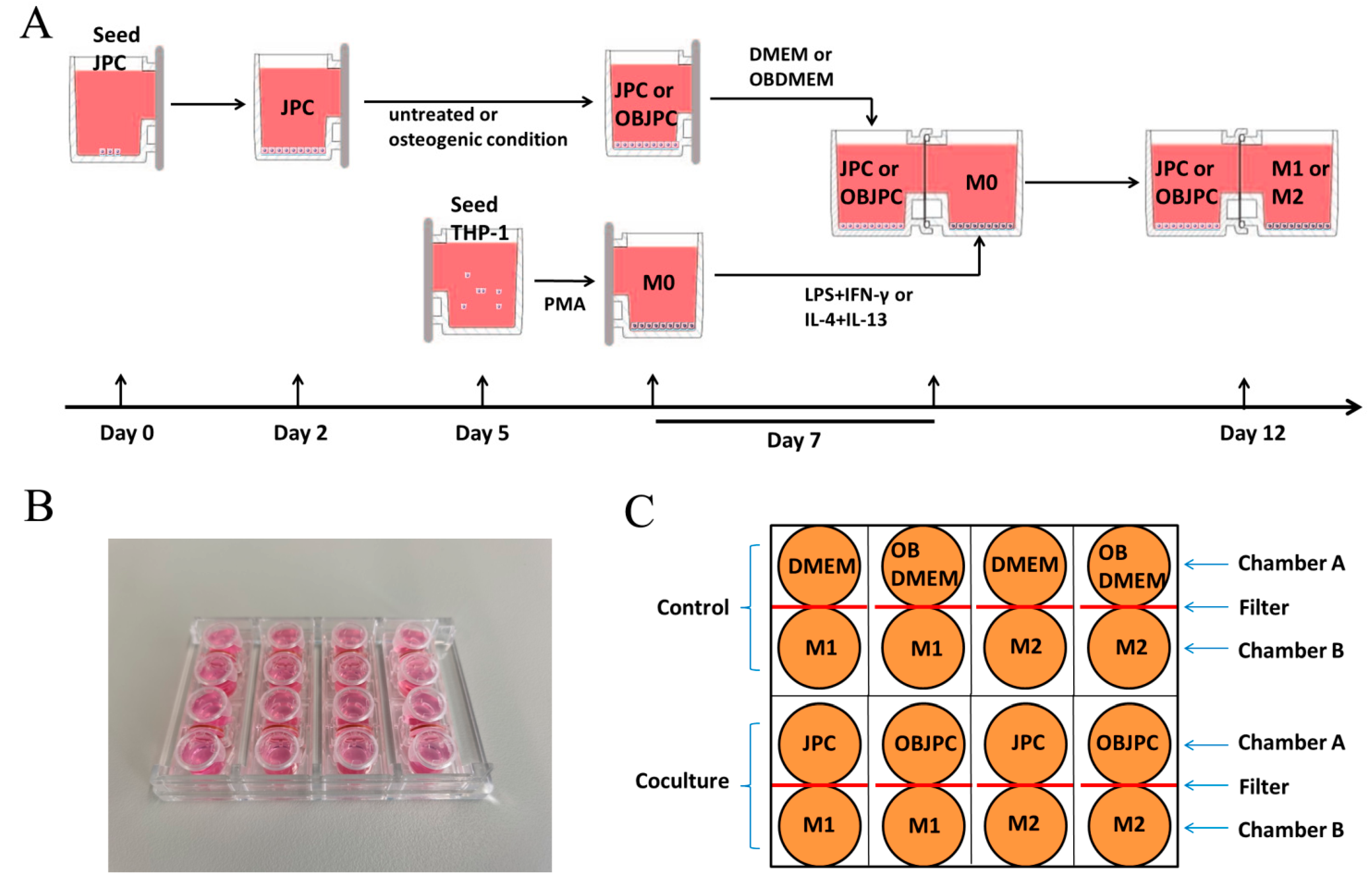 Biomedicines 09 01753 g001