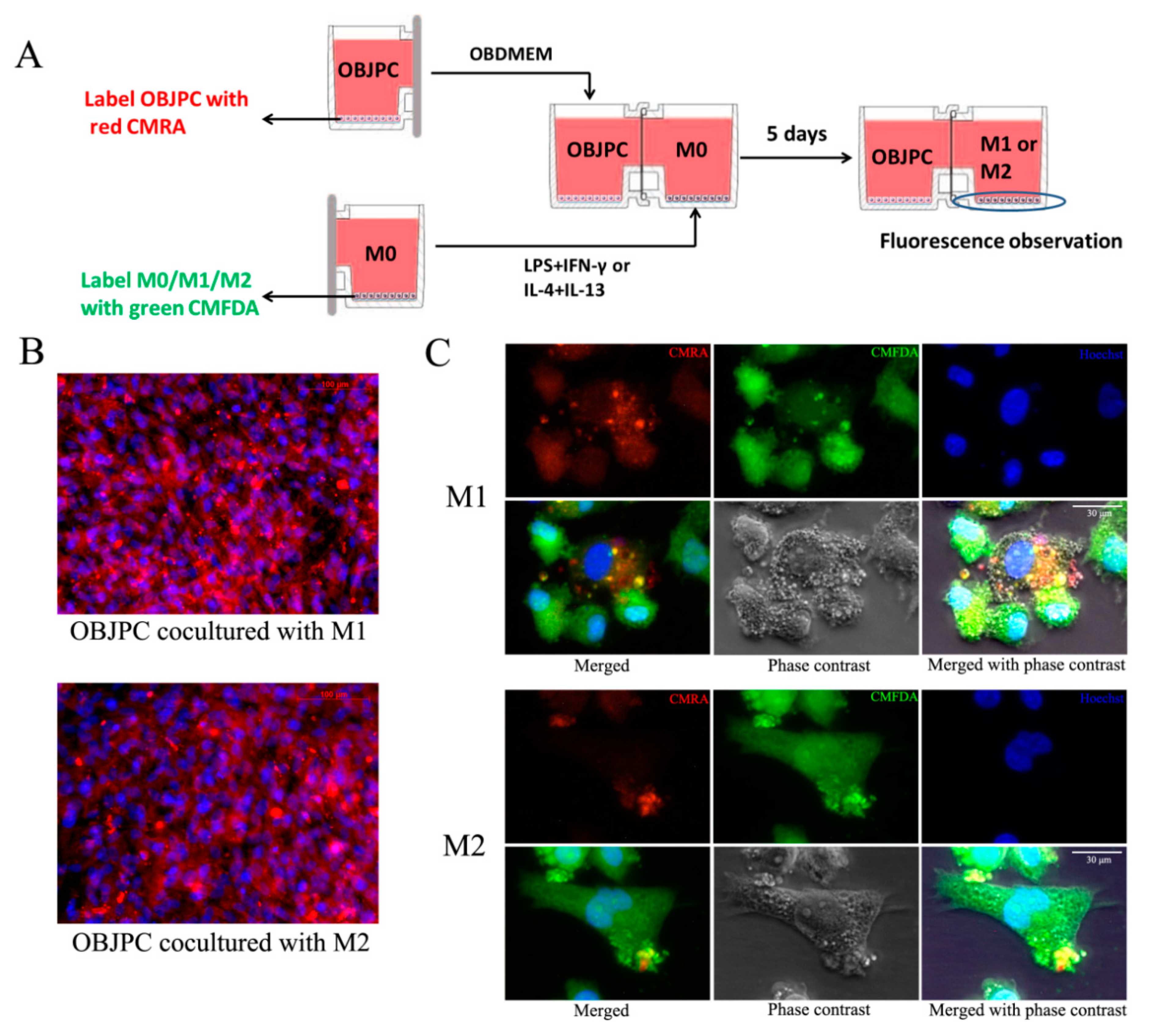 Biomedicines 09 01753 g009