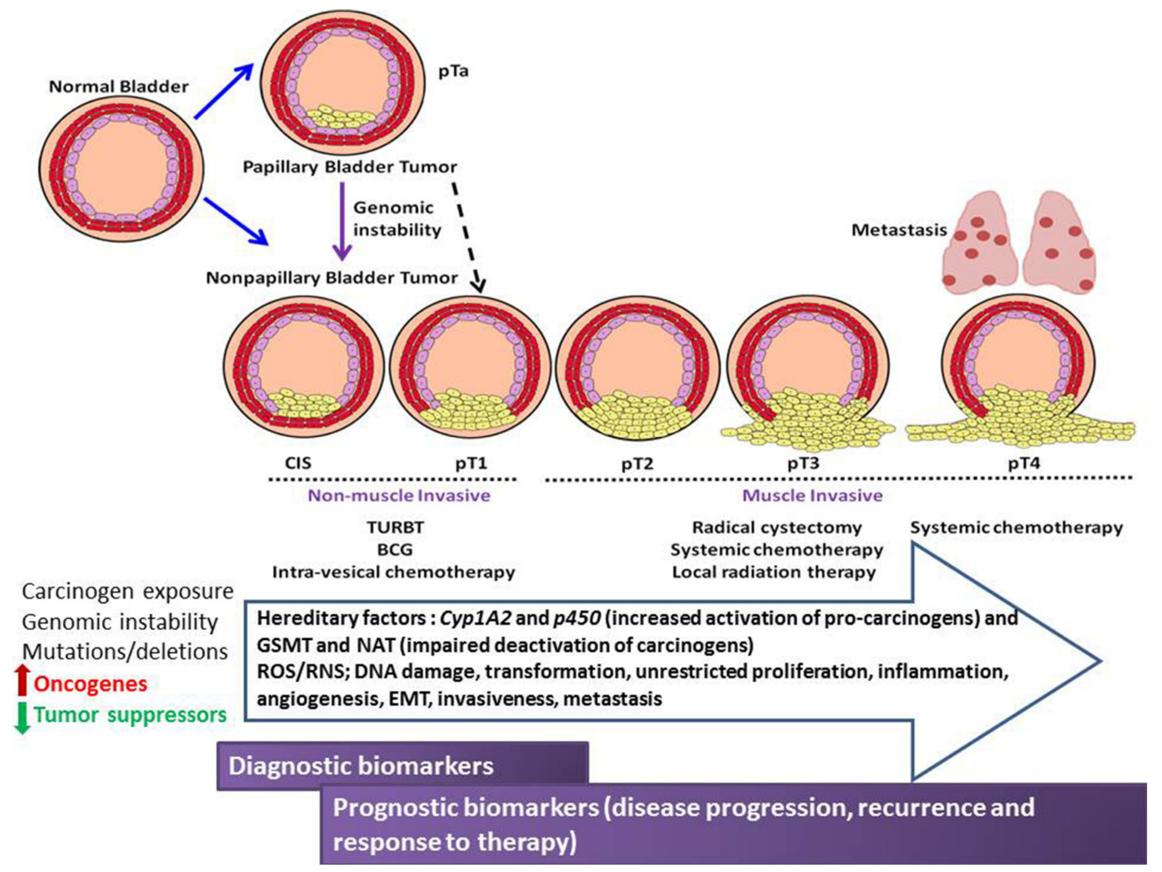 Biomedicines 09 01762 g001