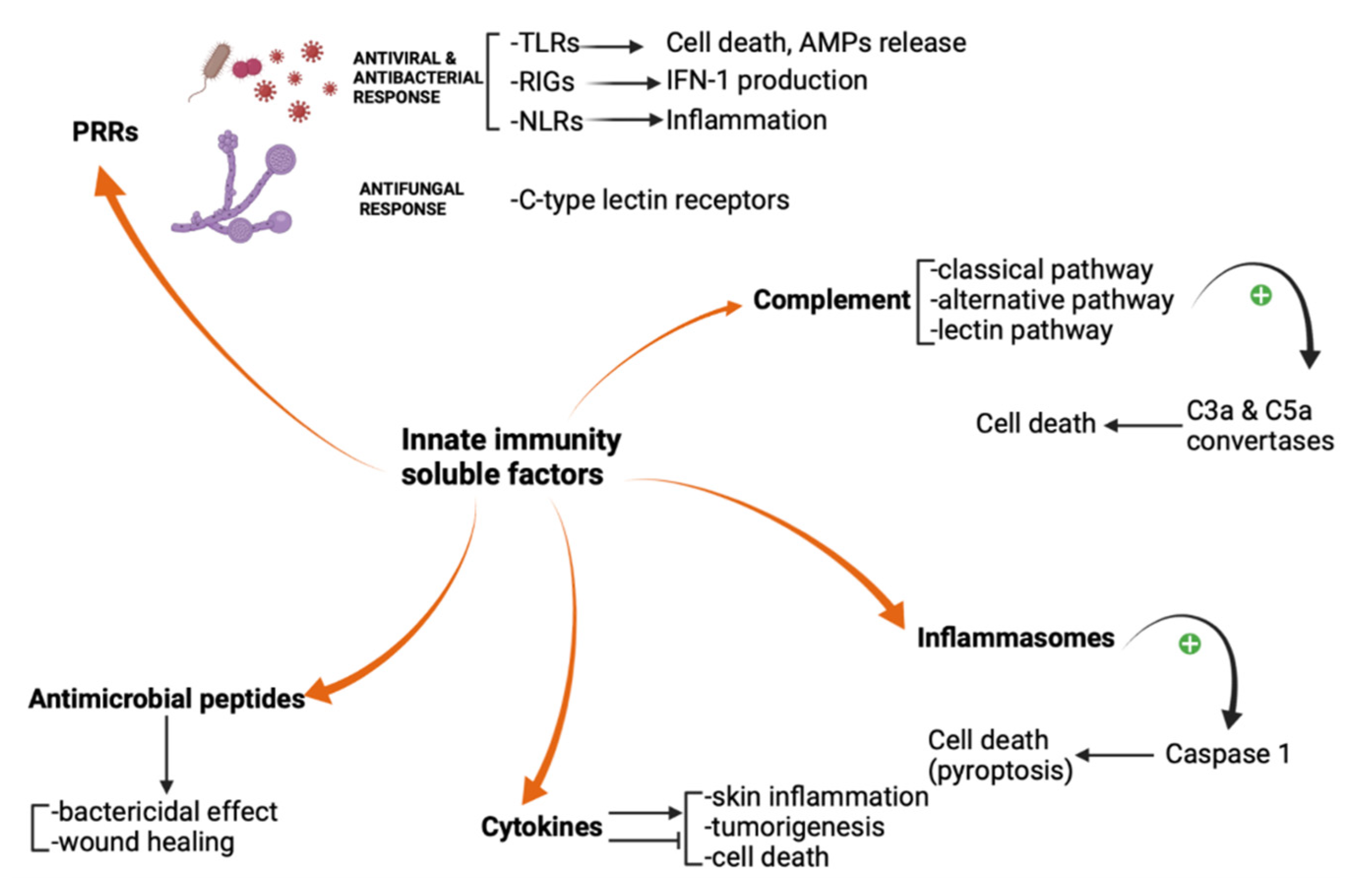 Biomedicines 09 01795 g001