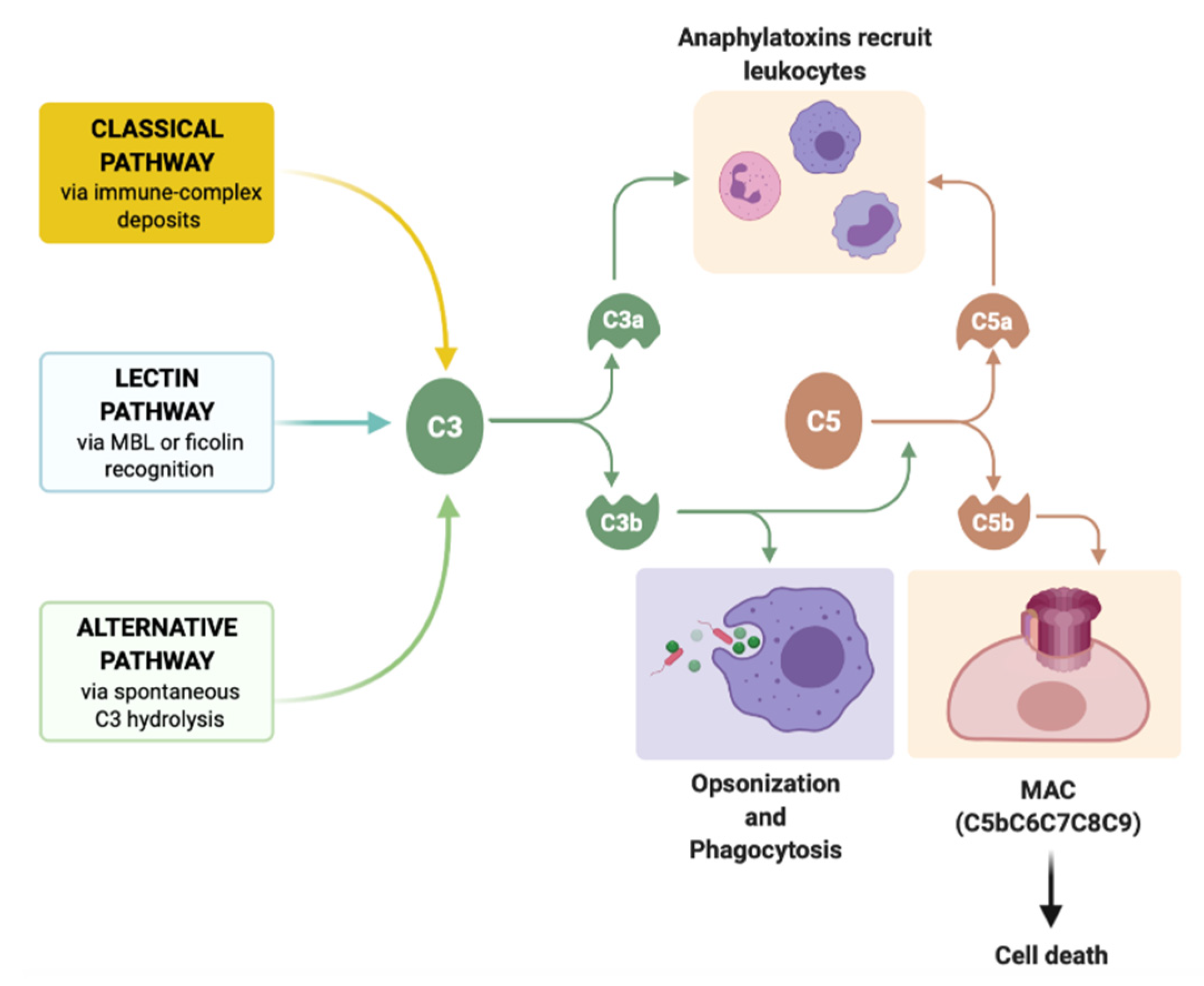 Biomedicines 09 01795 g002