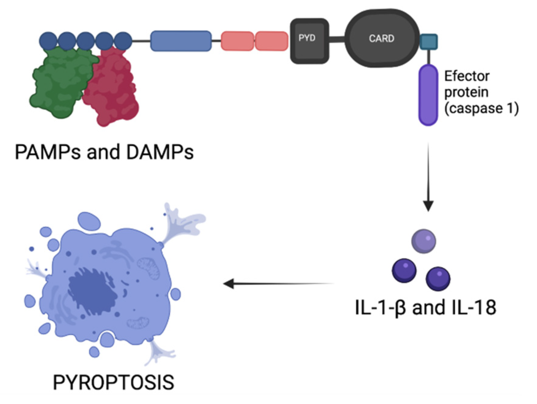 Biomedicines 09 01795 g003