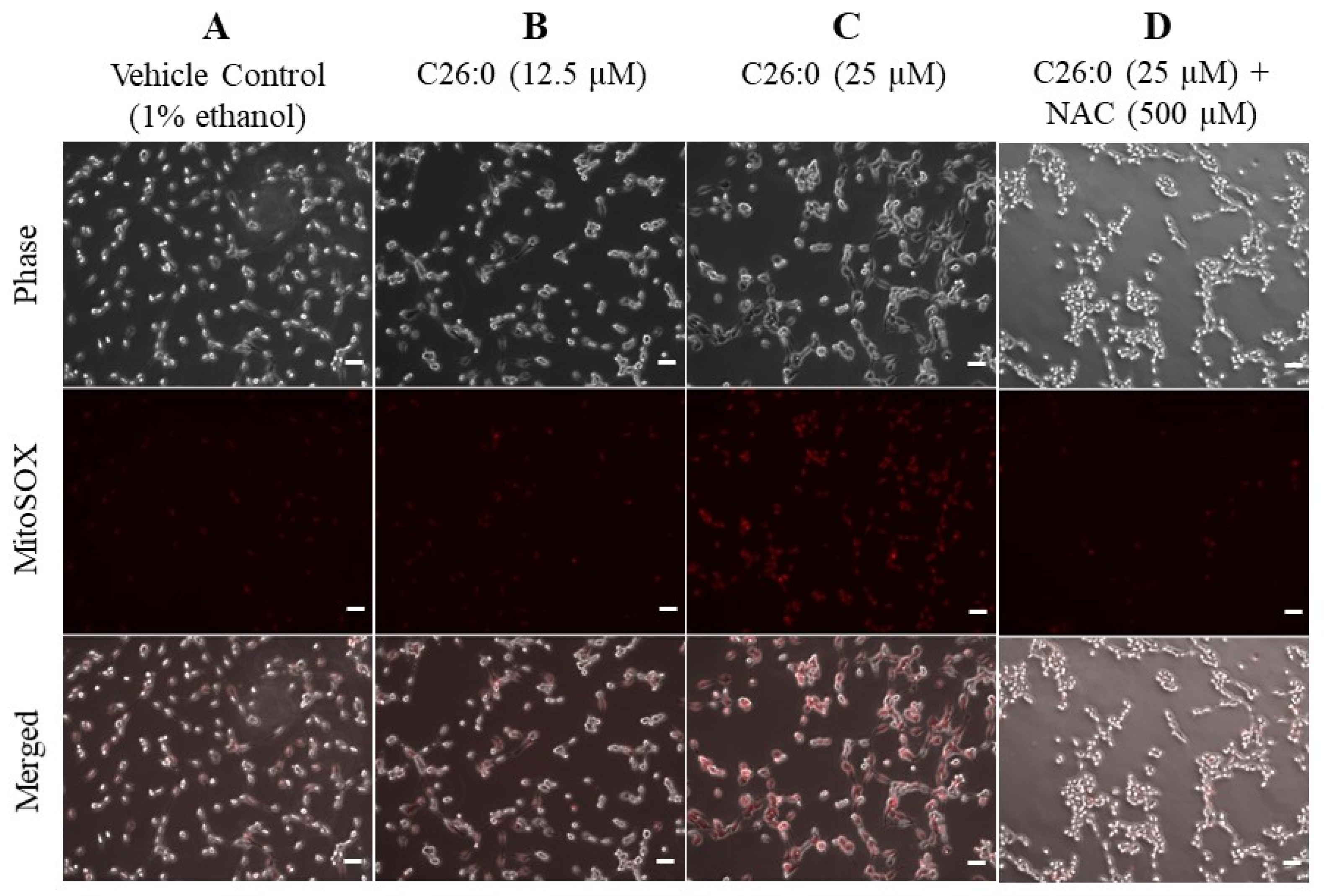 Biomedicines 09 01826 g004