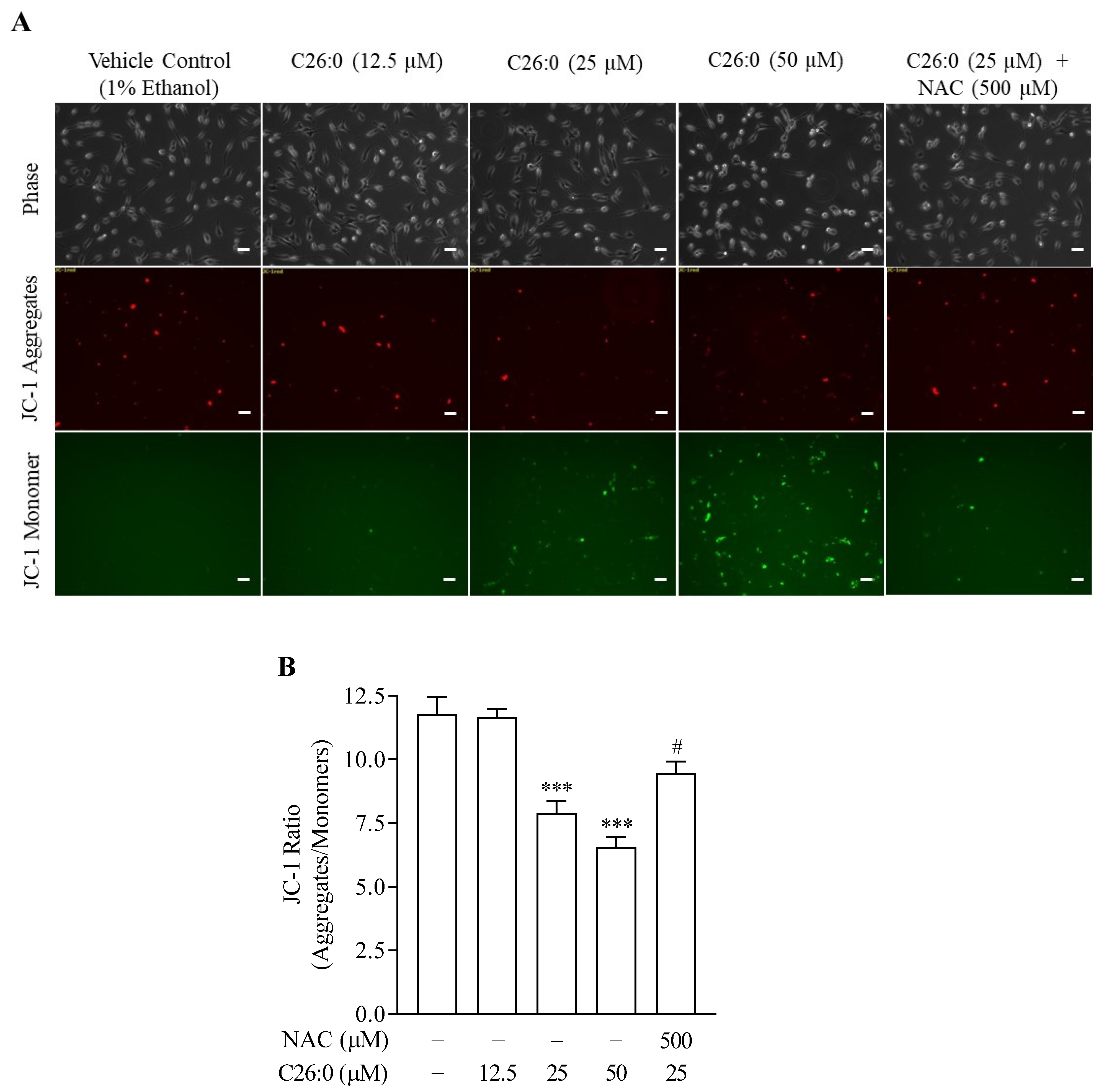 Biomedicines 09 01826 g005