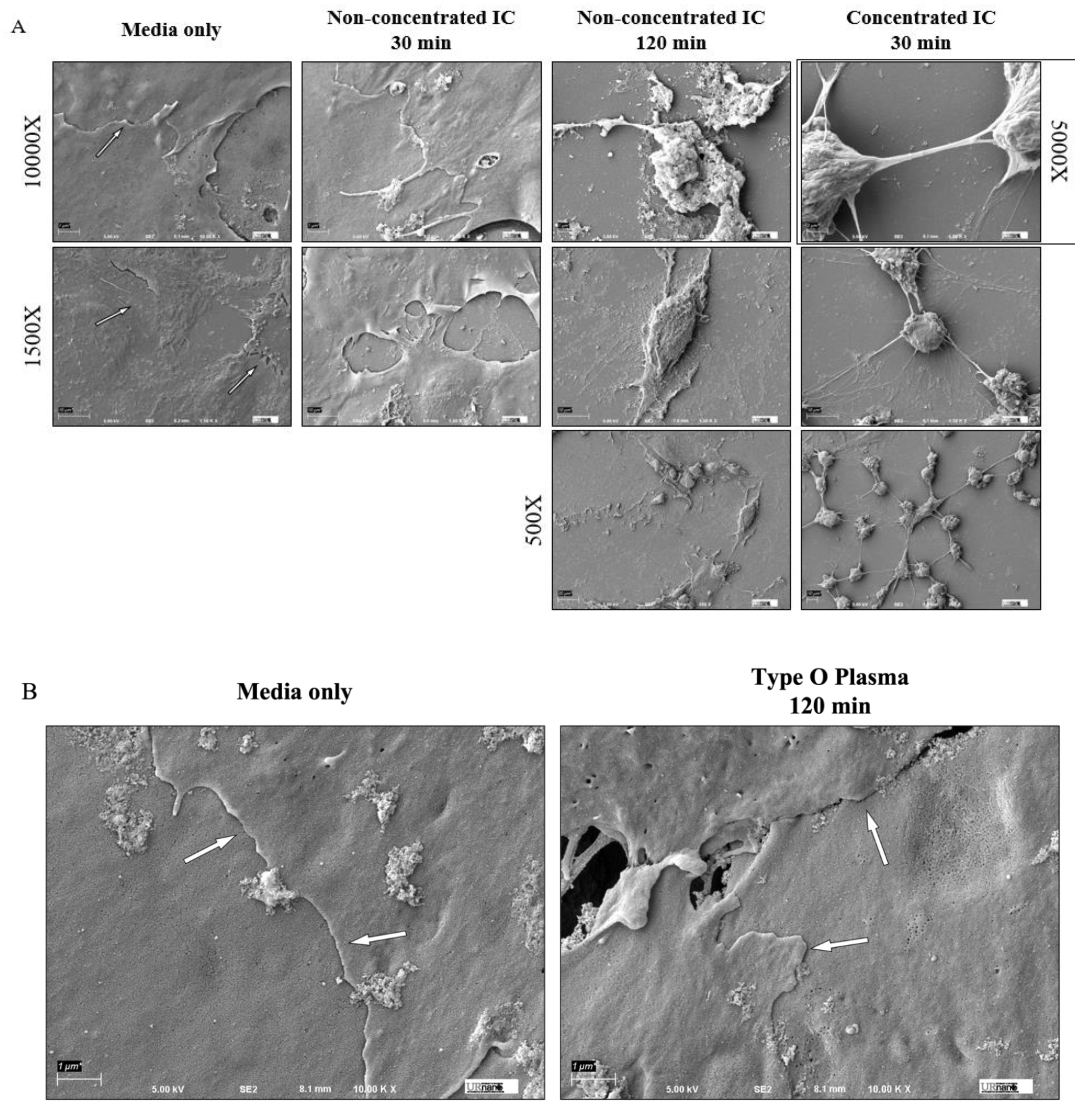 Biomedicines 09 01851 g003