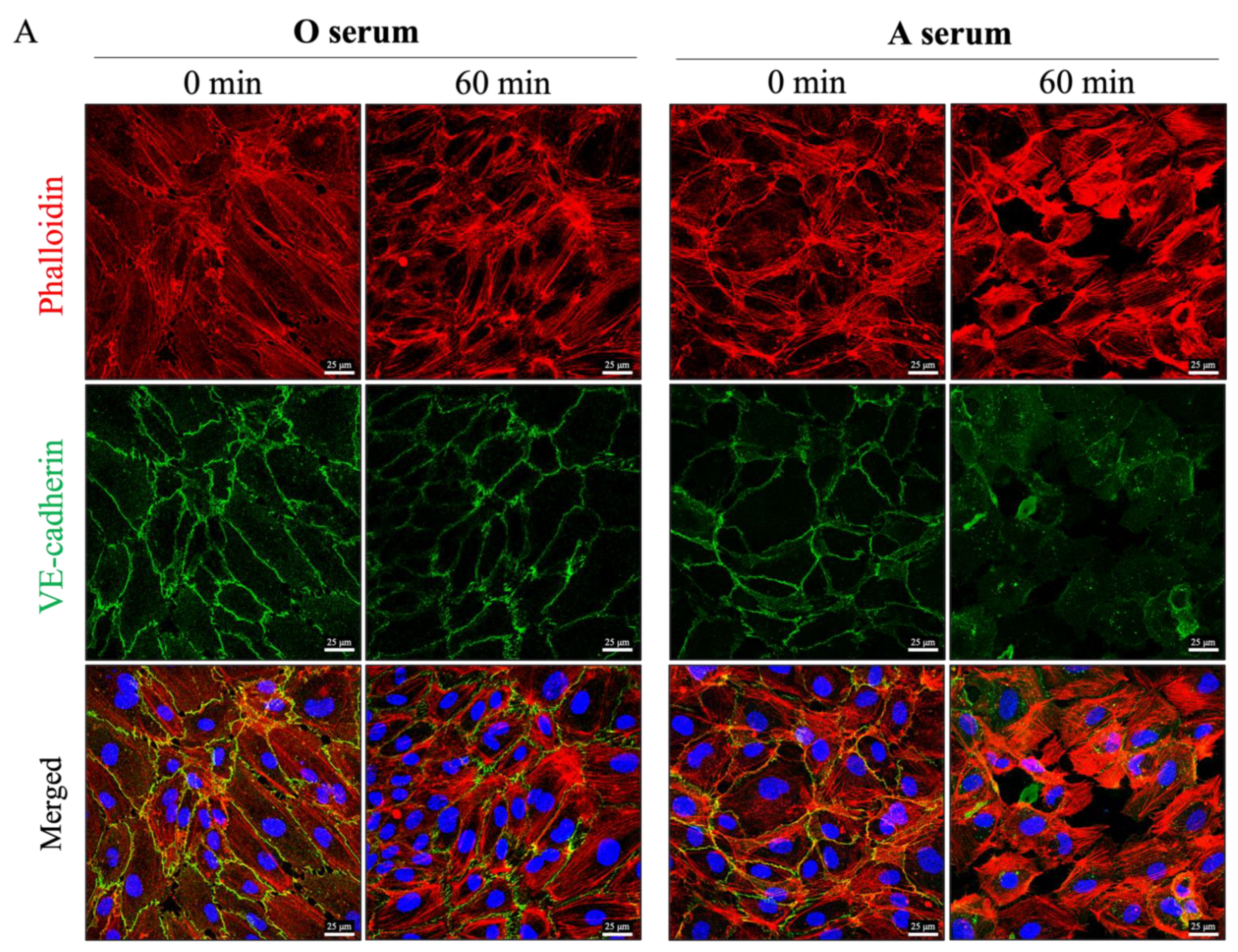 Biomedicines 09 01851 g004a