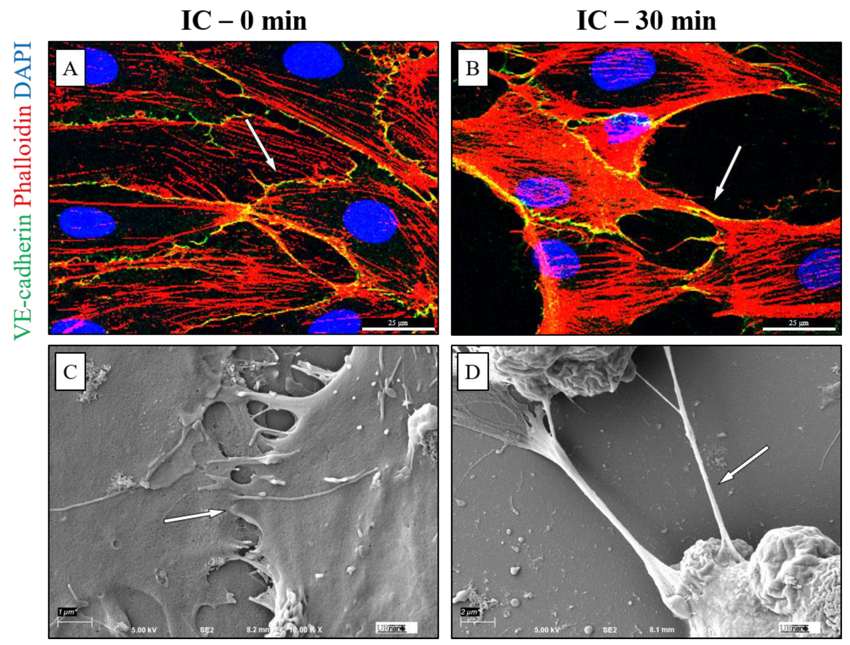 Biomedicines 09 01851 g005