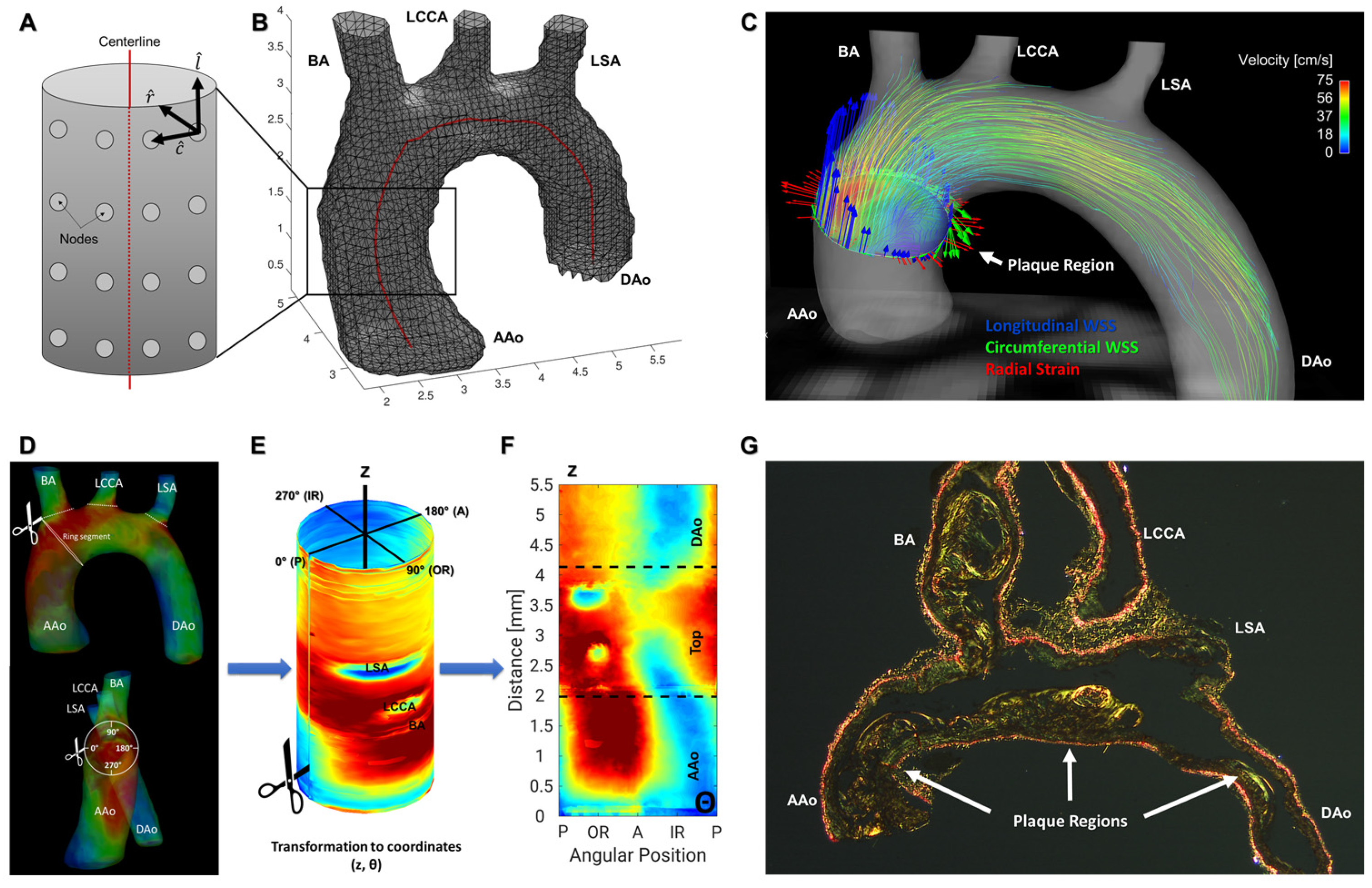 Biomedicines 09 01856 g002