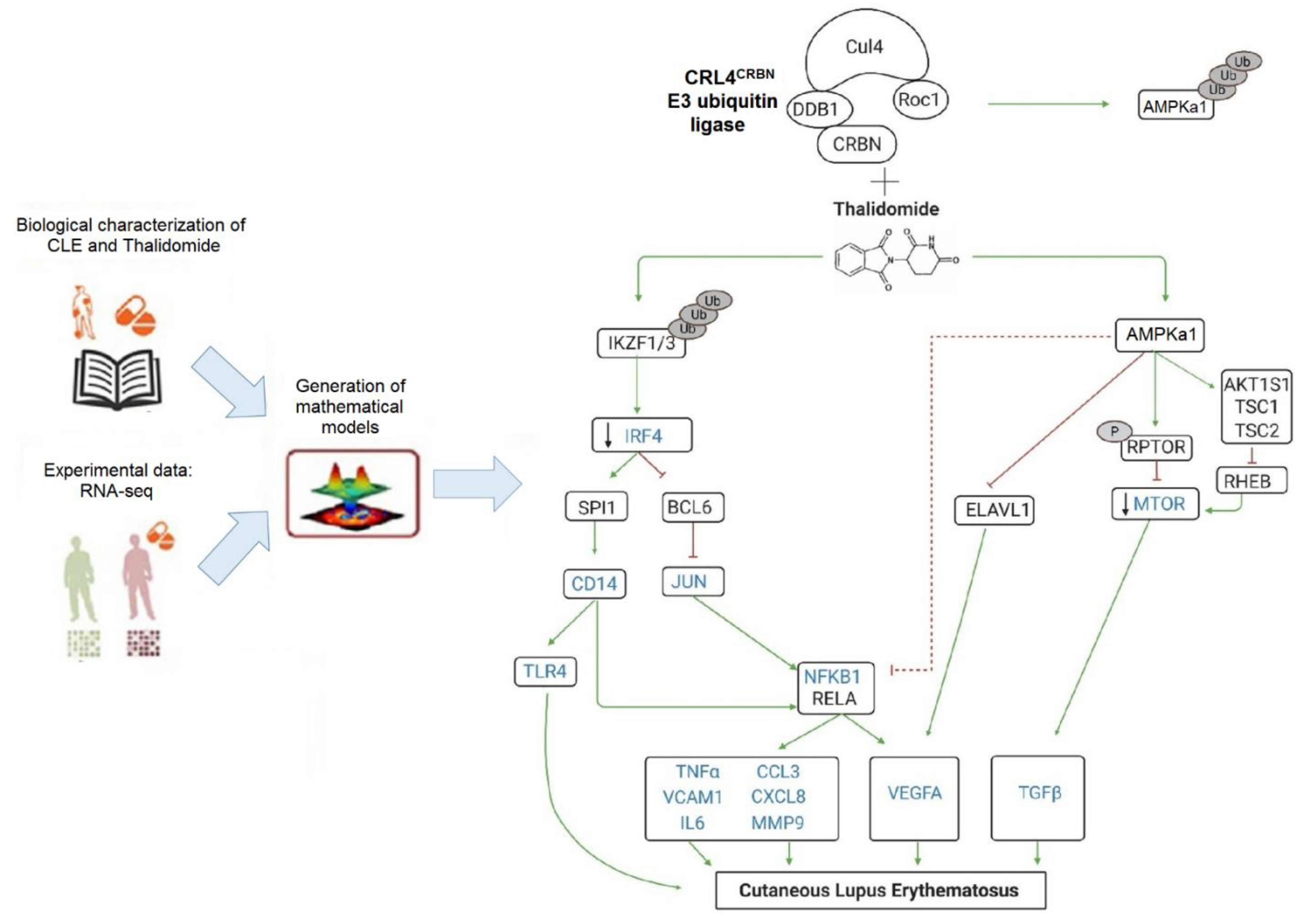 Biomedicines 09 01857 g002