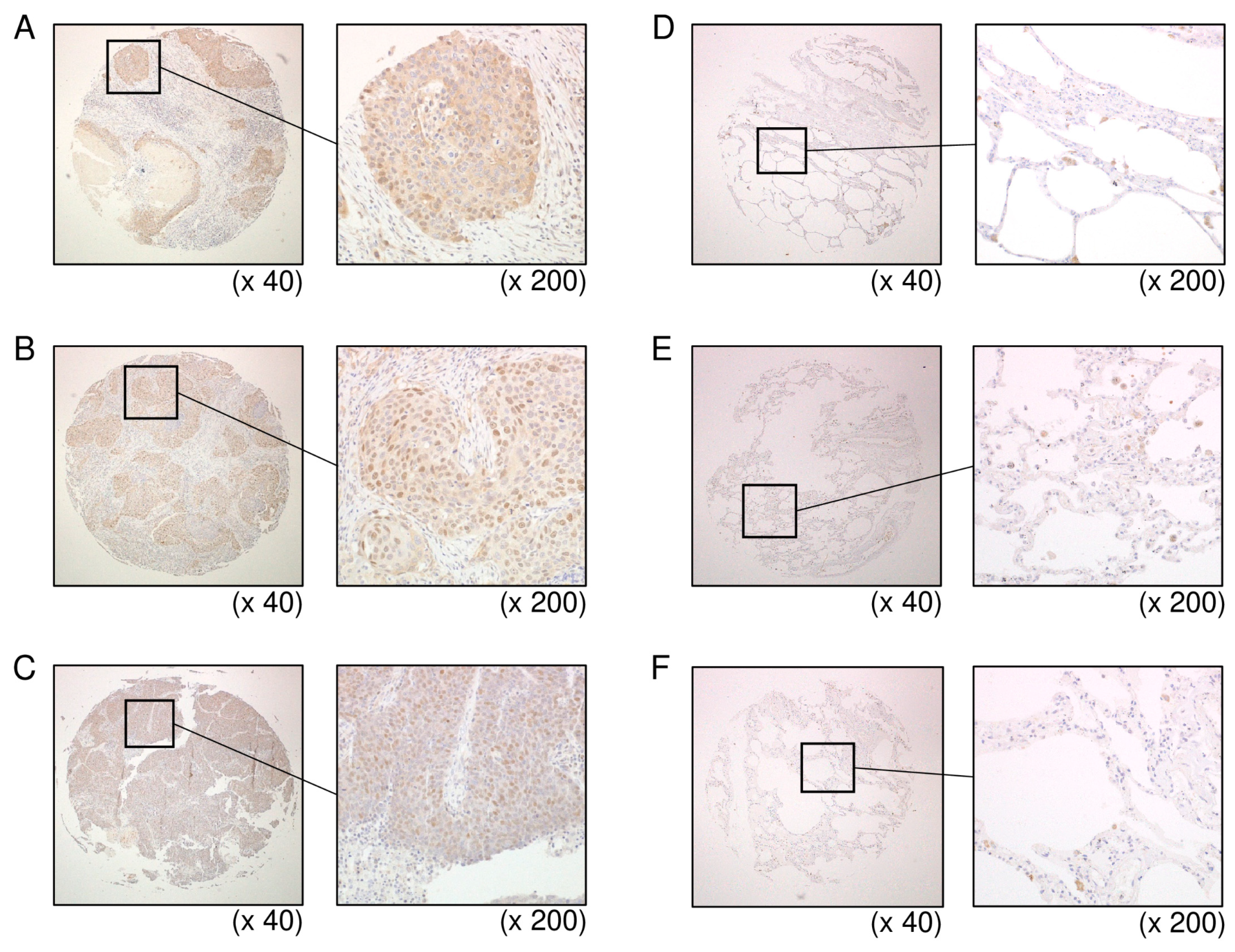 Biomedicines 09 01883 g010