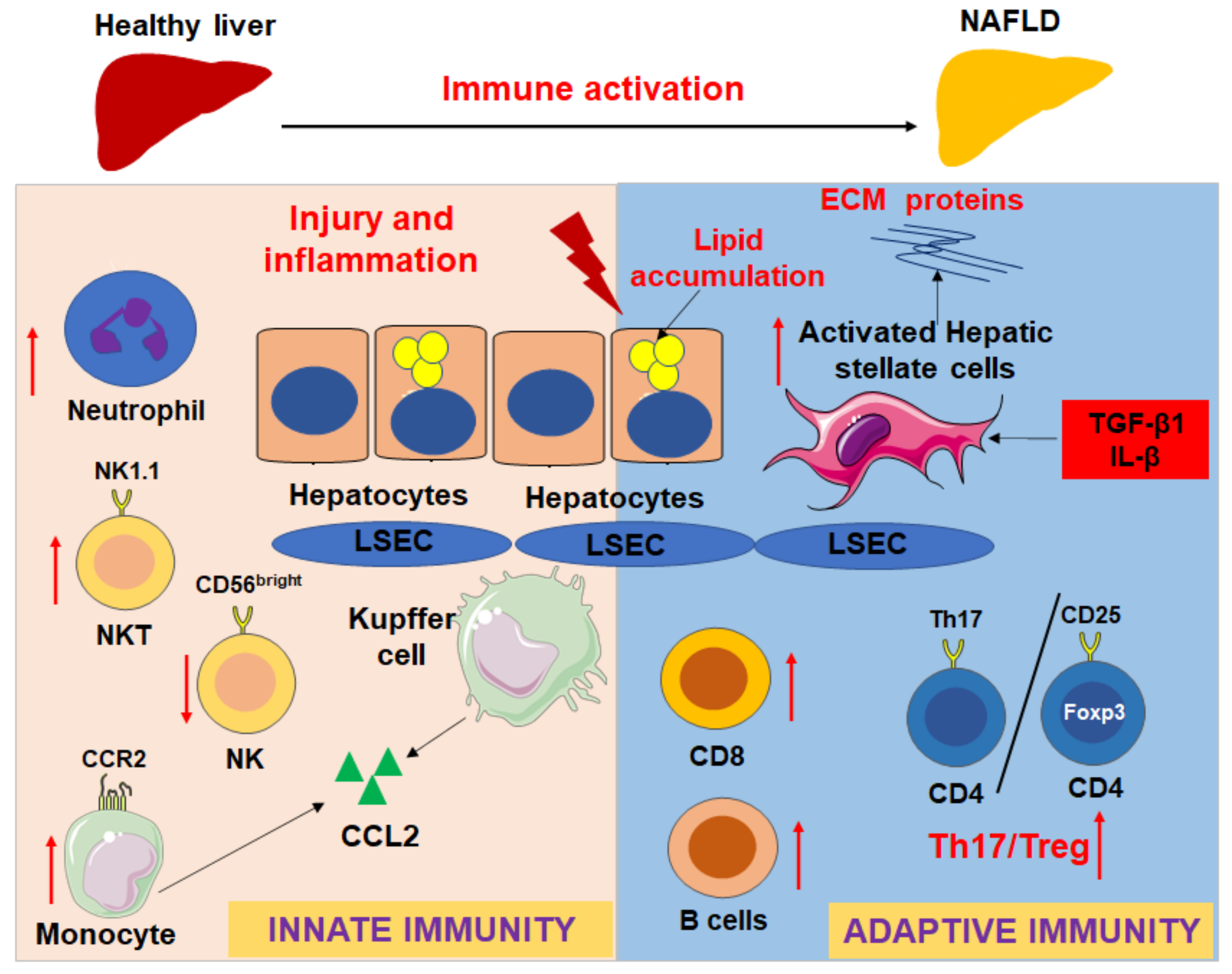 Biomedicines 09 01893 g002