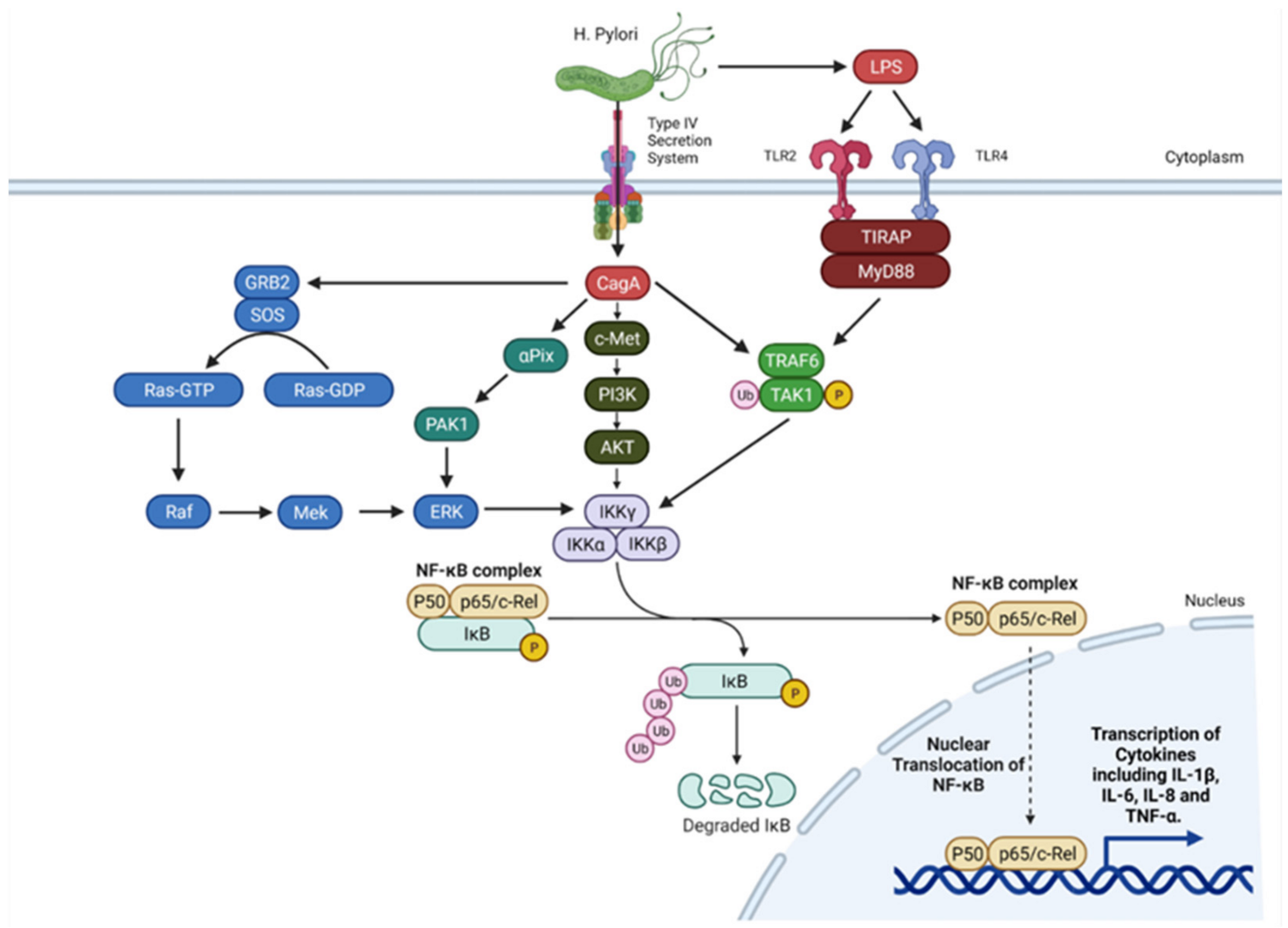 Biomedicines 09 01916 g002 Biomedicines 09 01916 g002