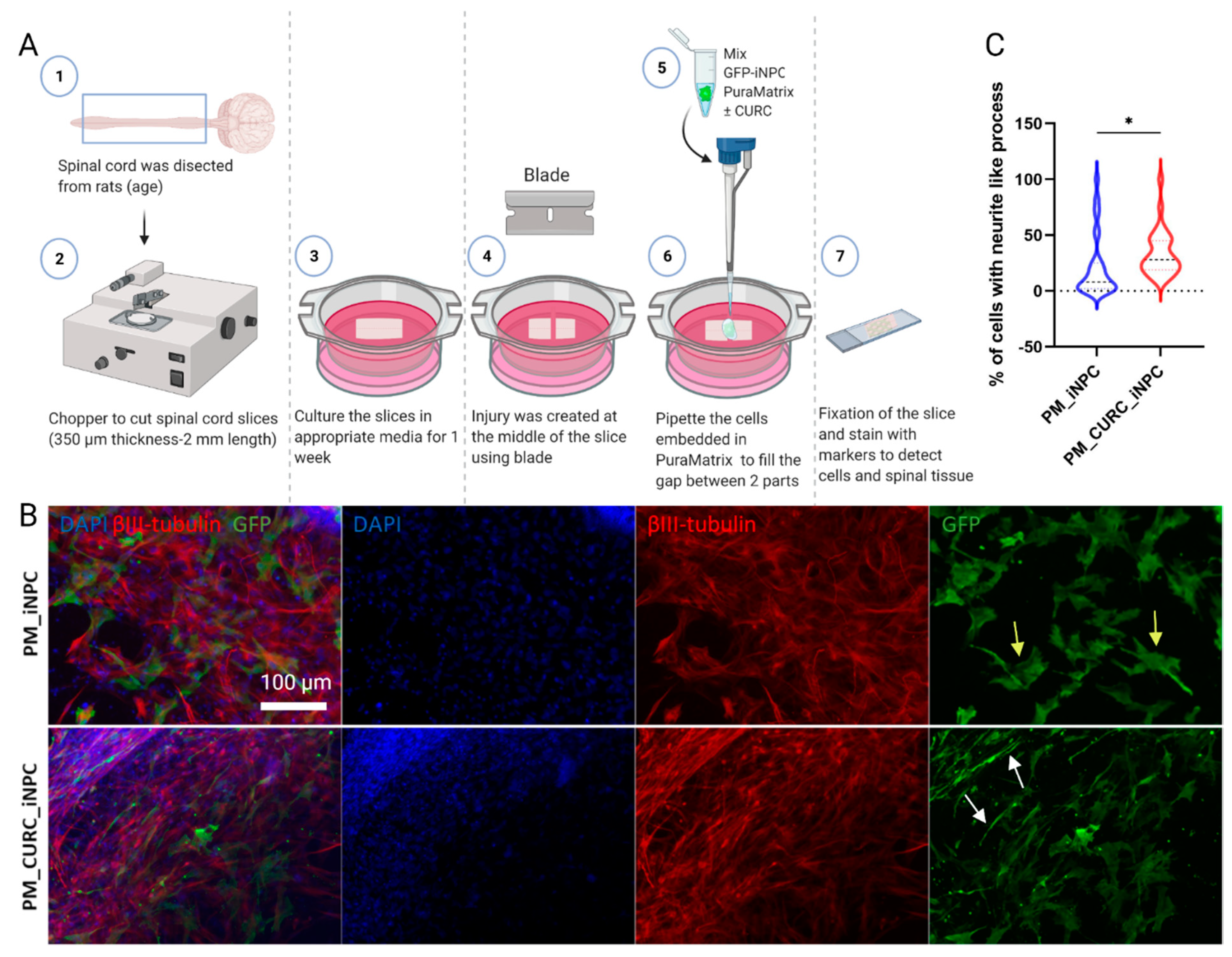 Biomedicines 09 01928 g003