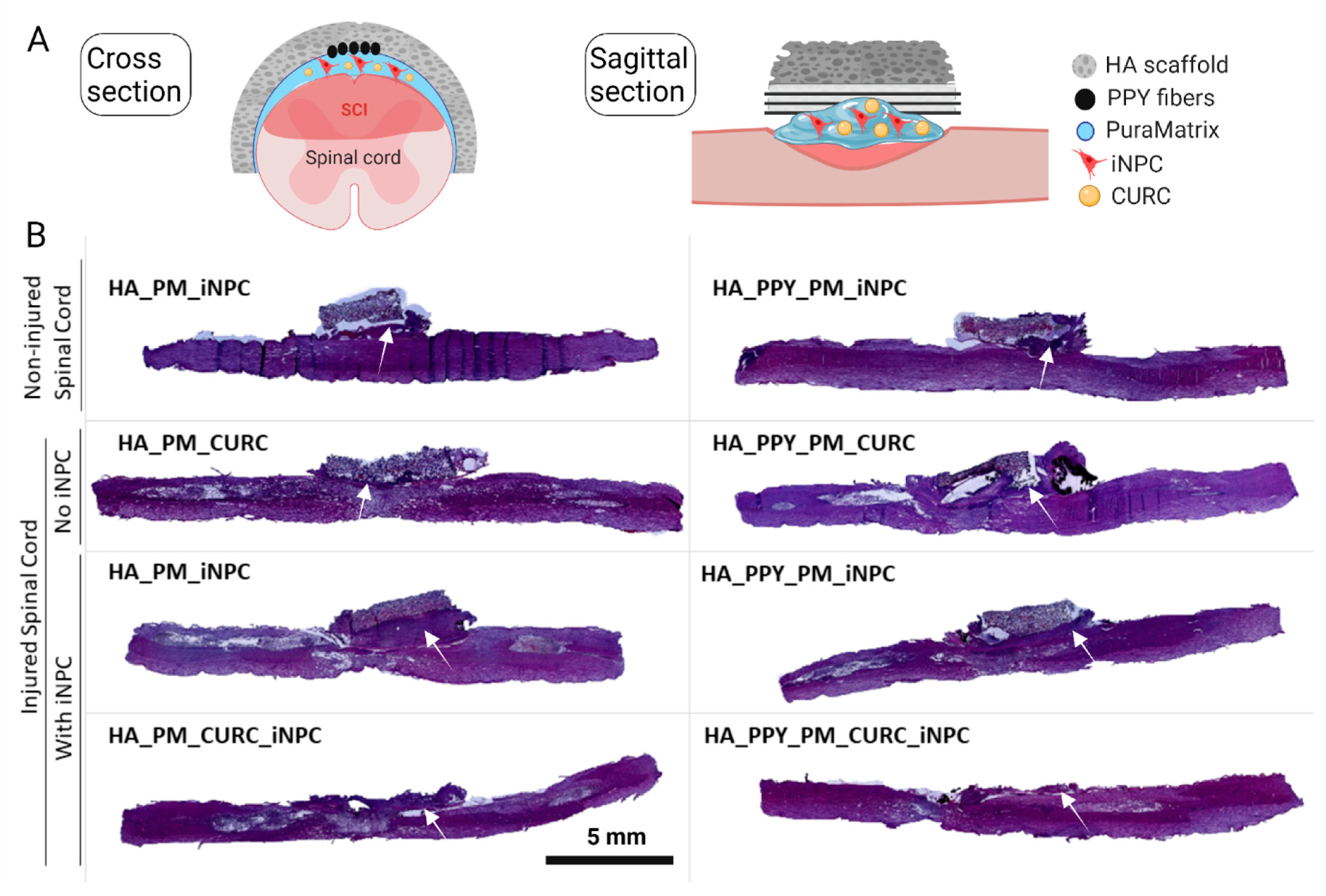 Biomedicines 09 01928 g005