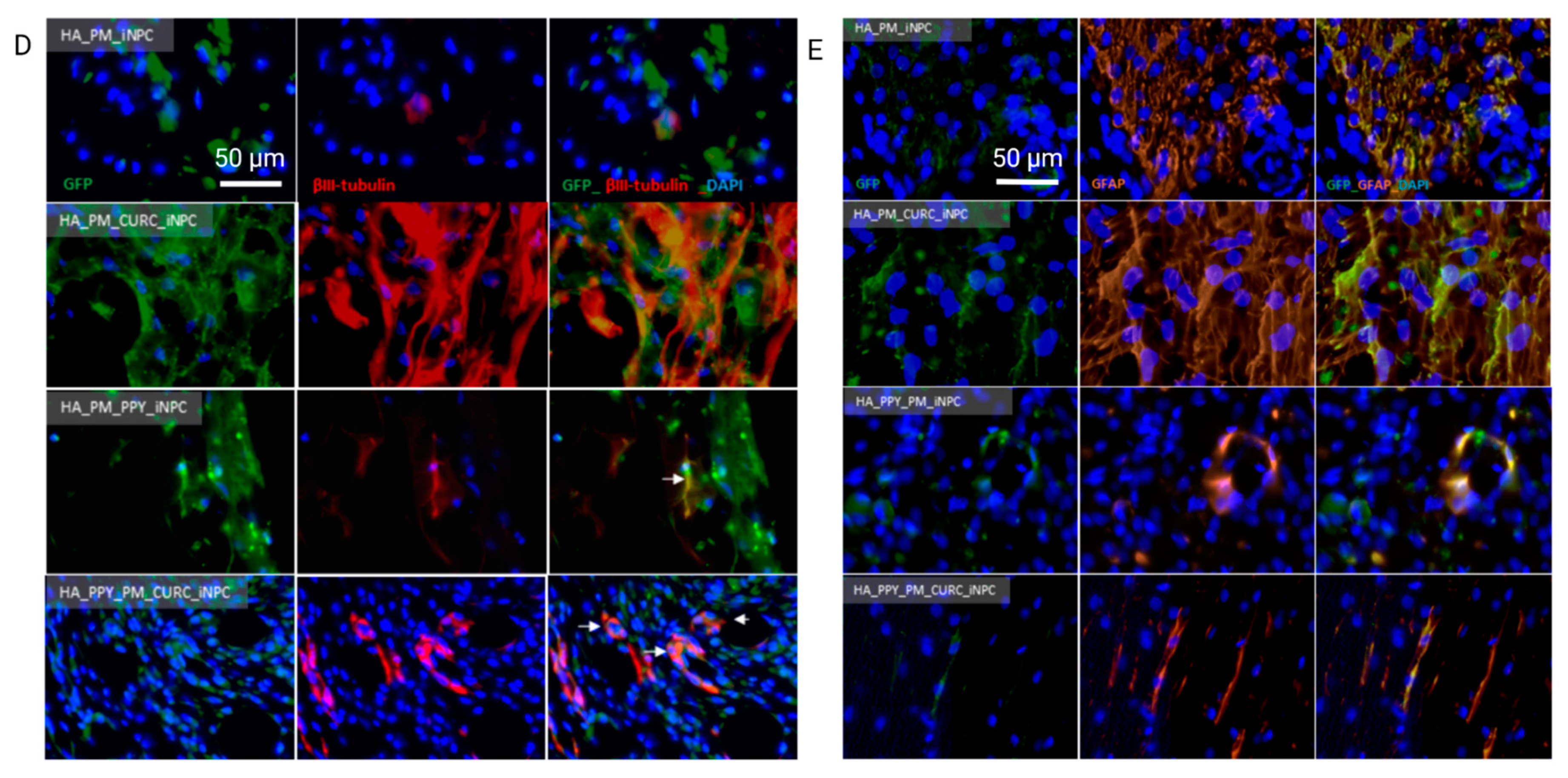 Biomedicines 09 01928 g006b