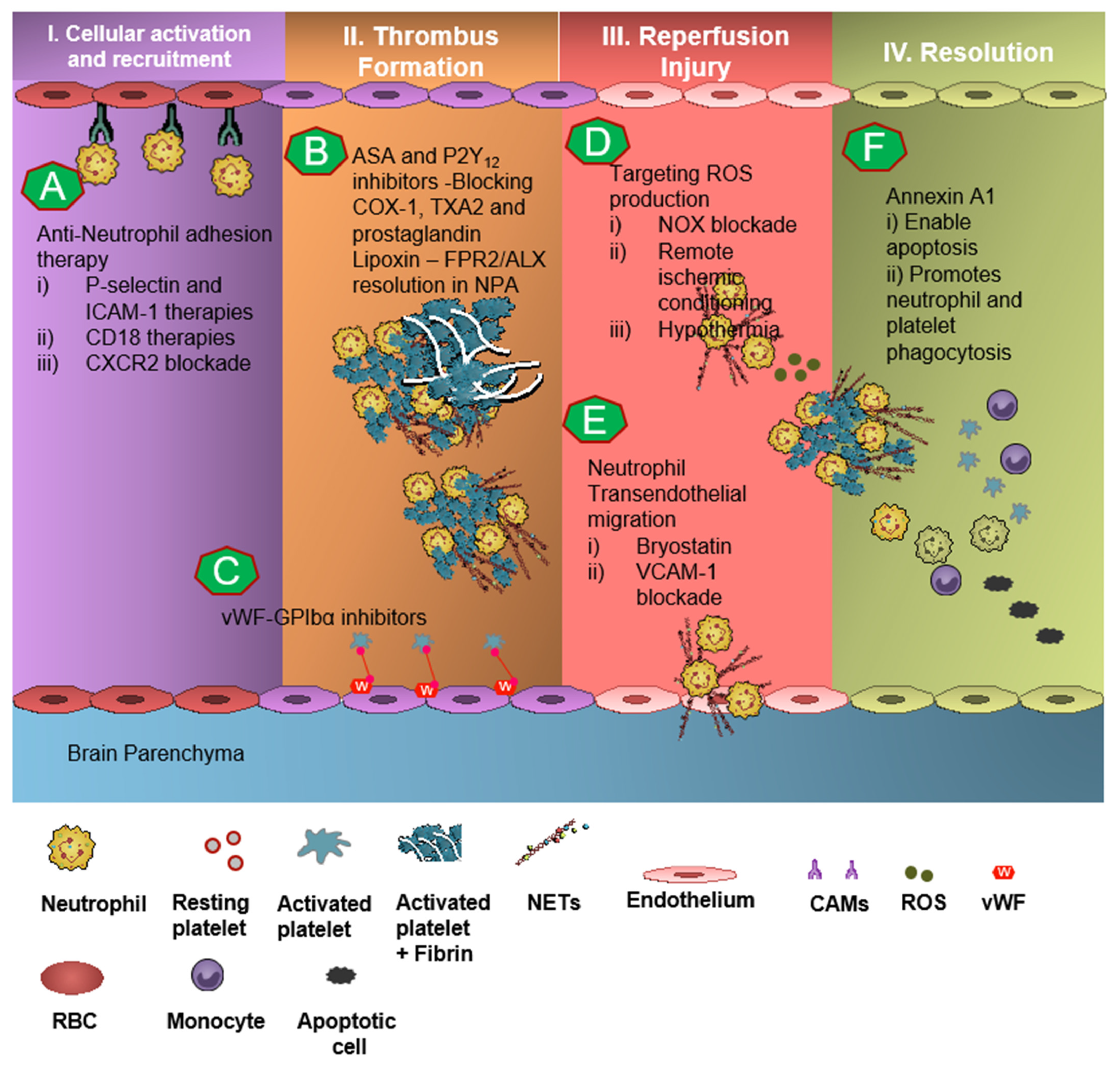 Biomedicines 09 01945 g003