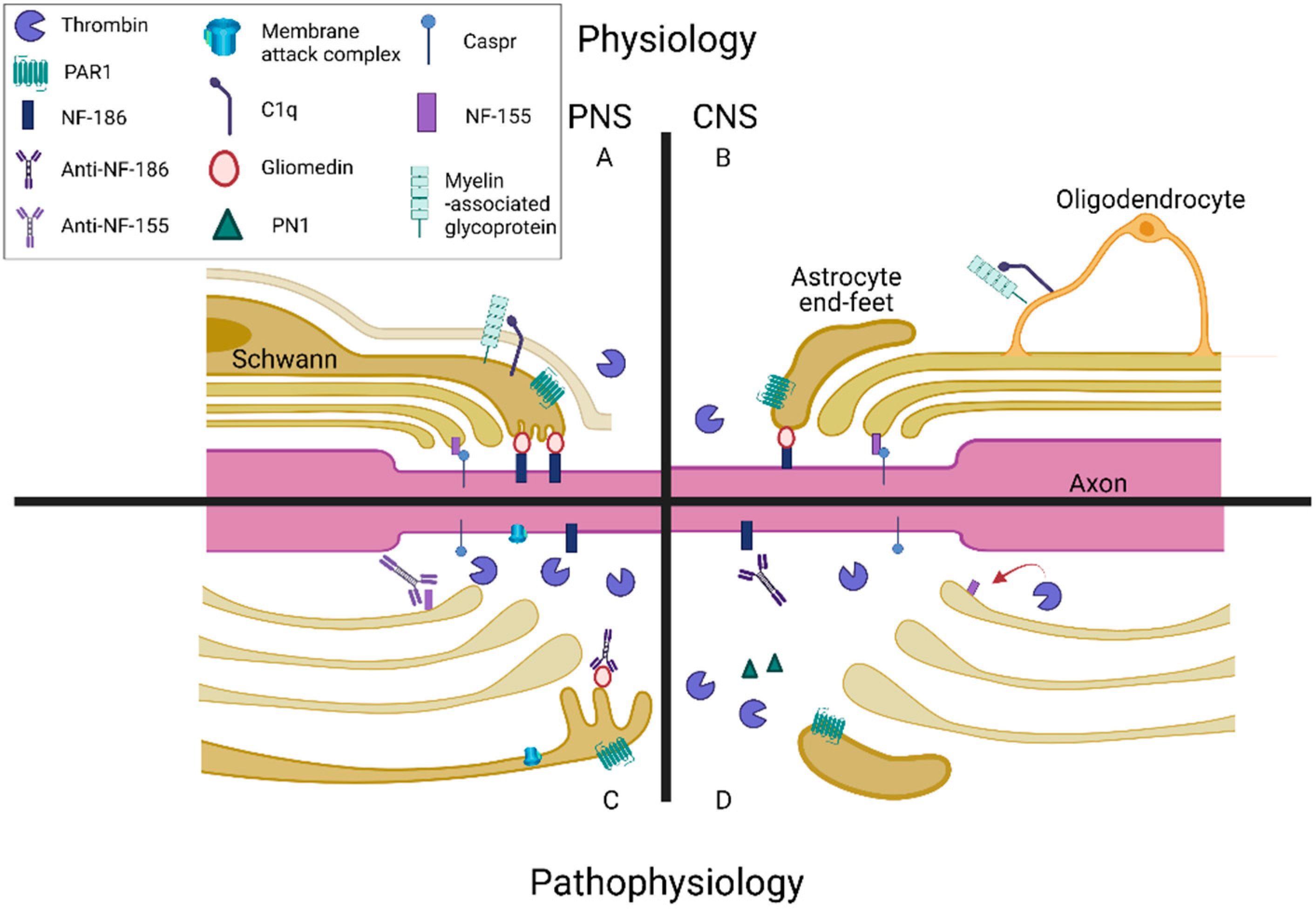 Biomedicines 09 01950 g003