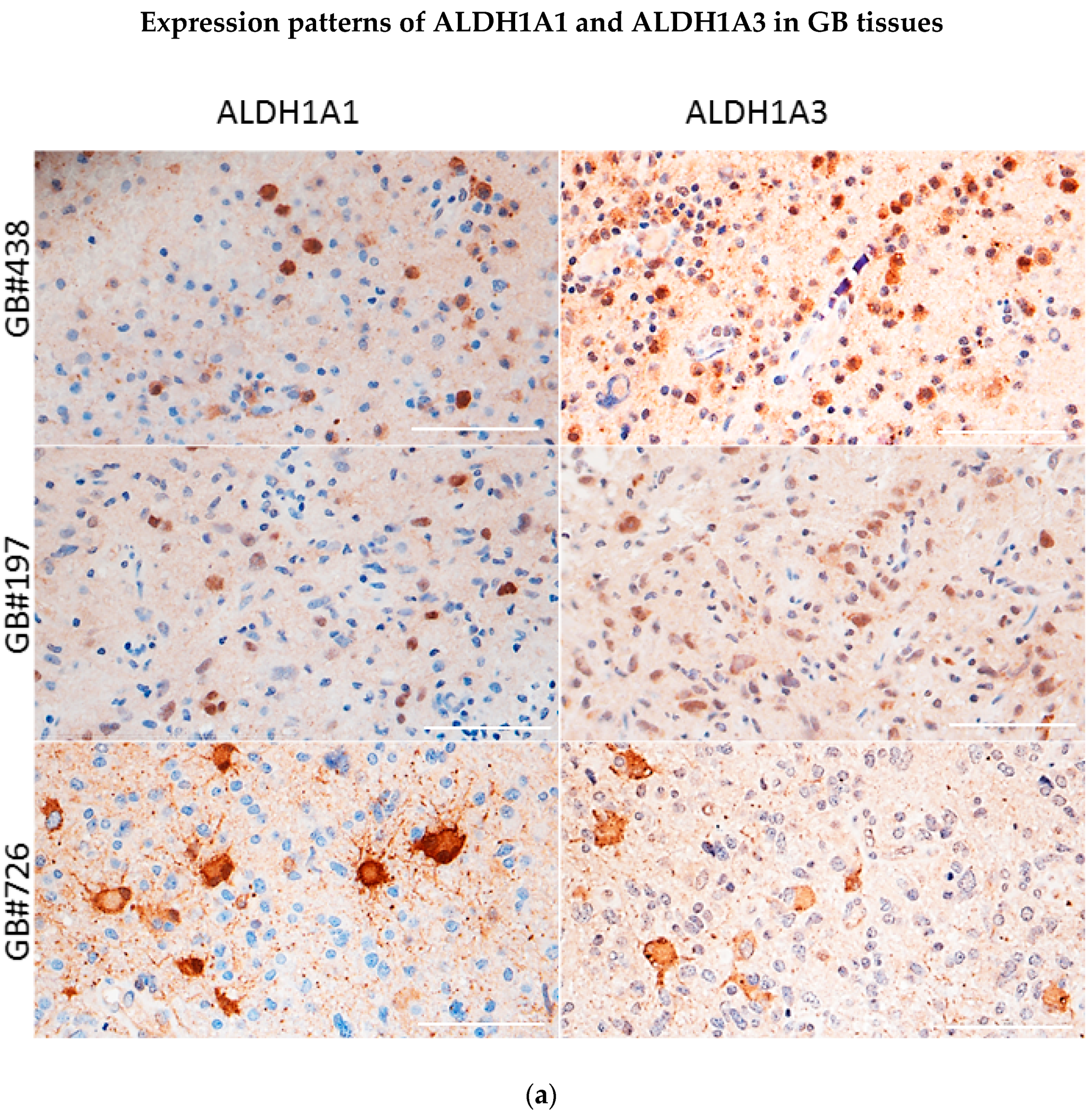 Biomedicines 10 00007 g001a