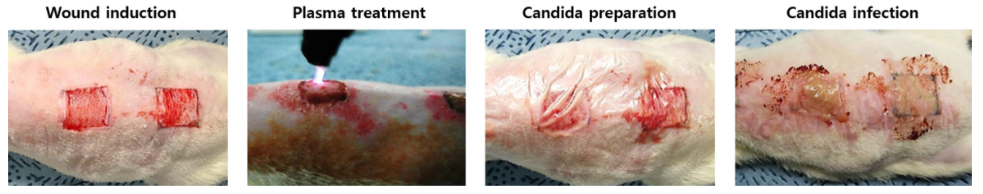 Biomedicines 10 00027 g003