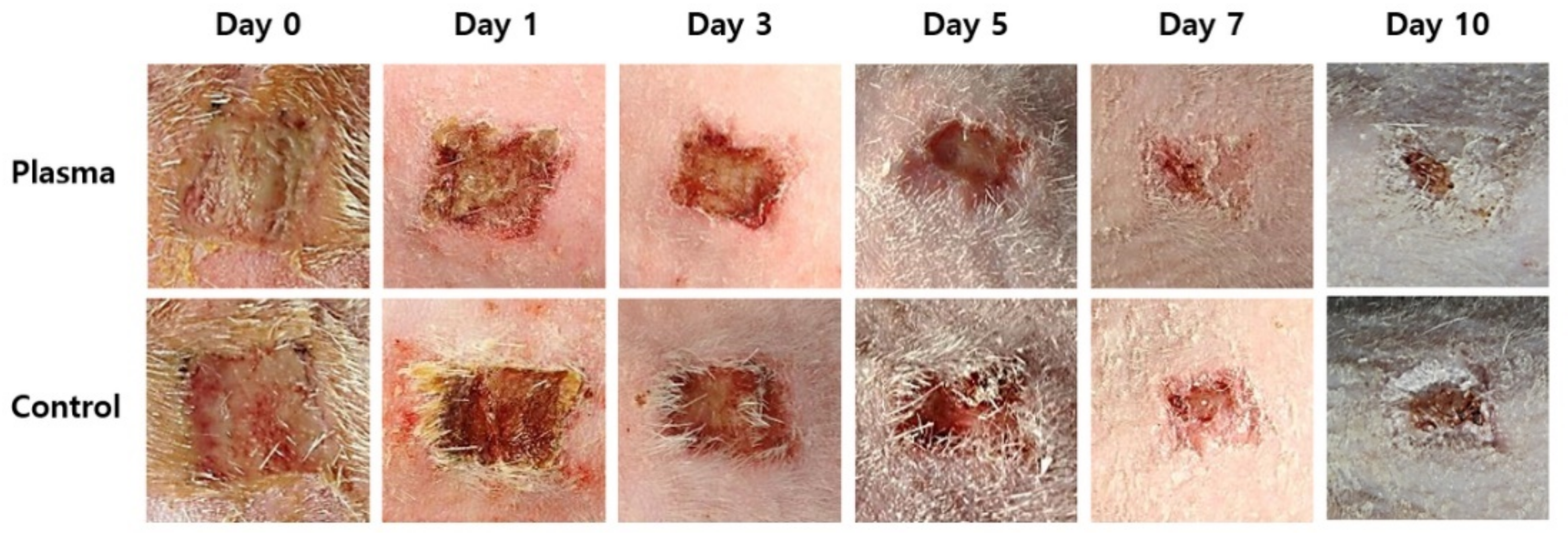 Biomedicines 10 00027 g005