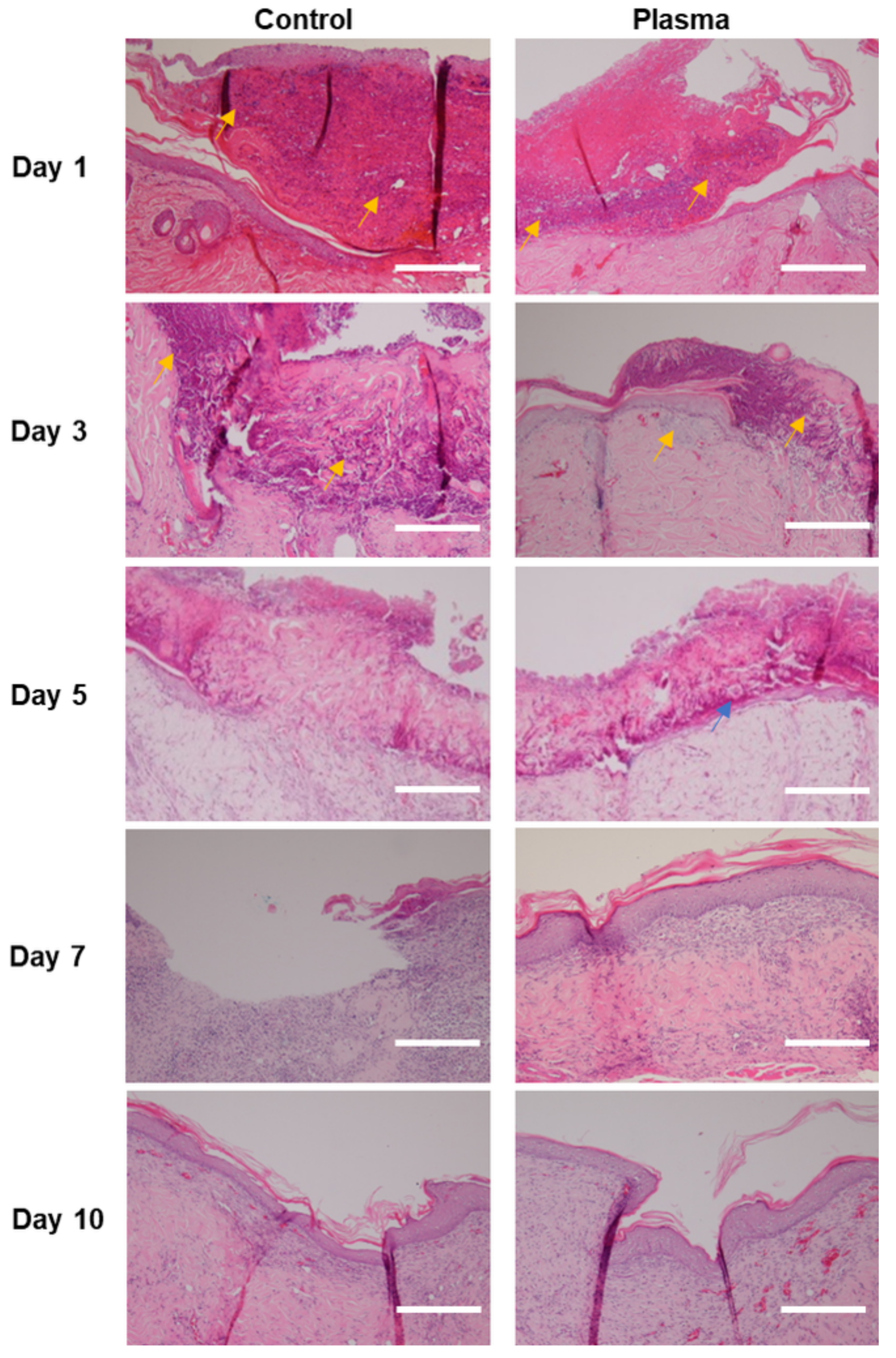 Biomedicines 10 00027 g007