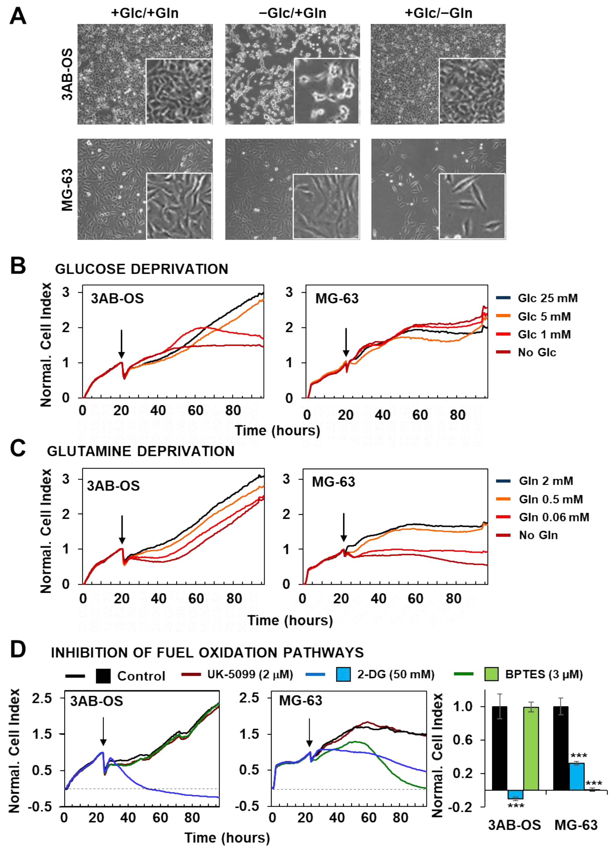 Biomedicines 10 00028 g003