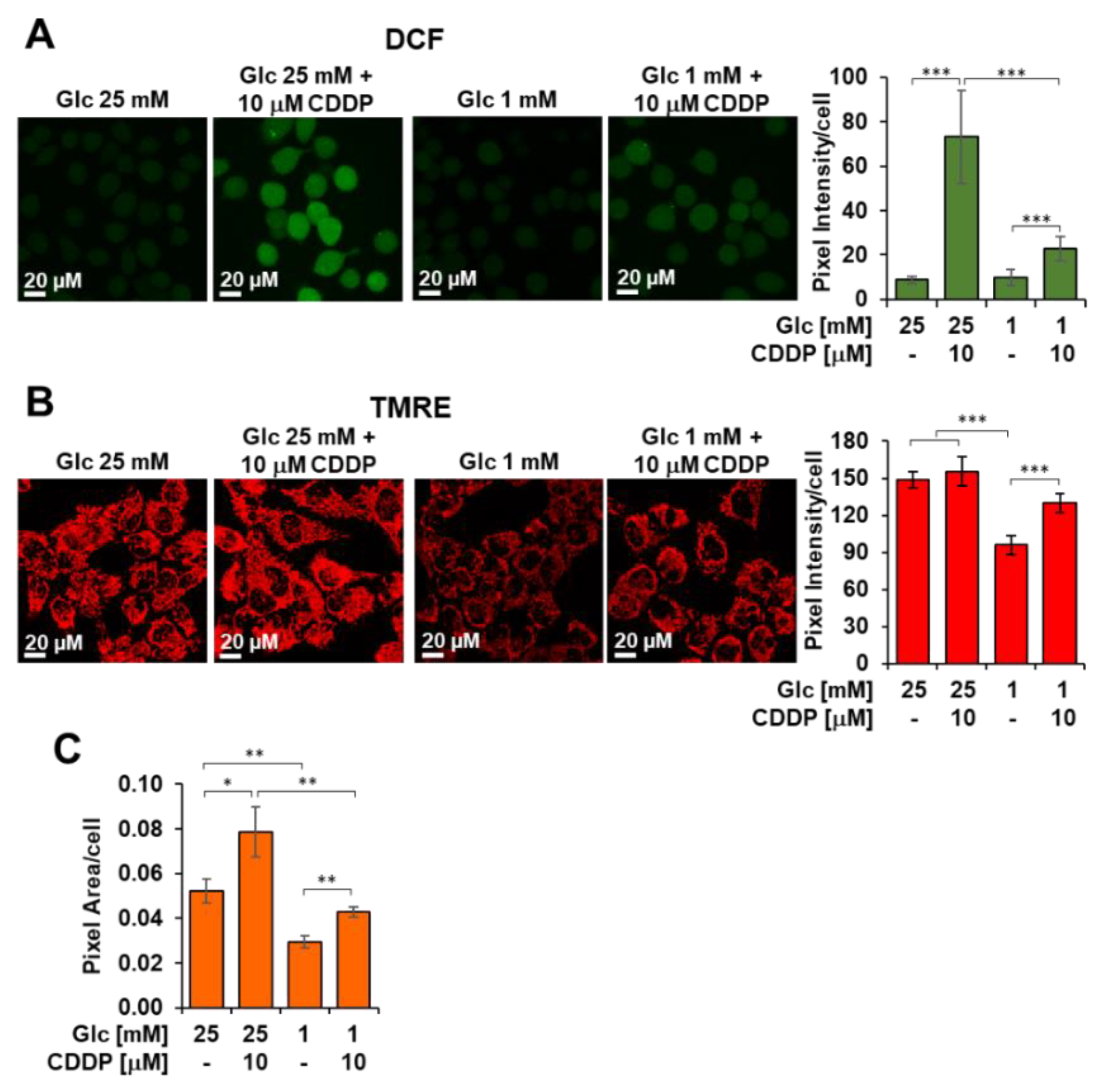 Biomedicines 10 00028 g007