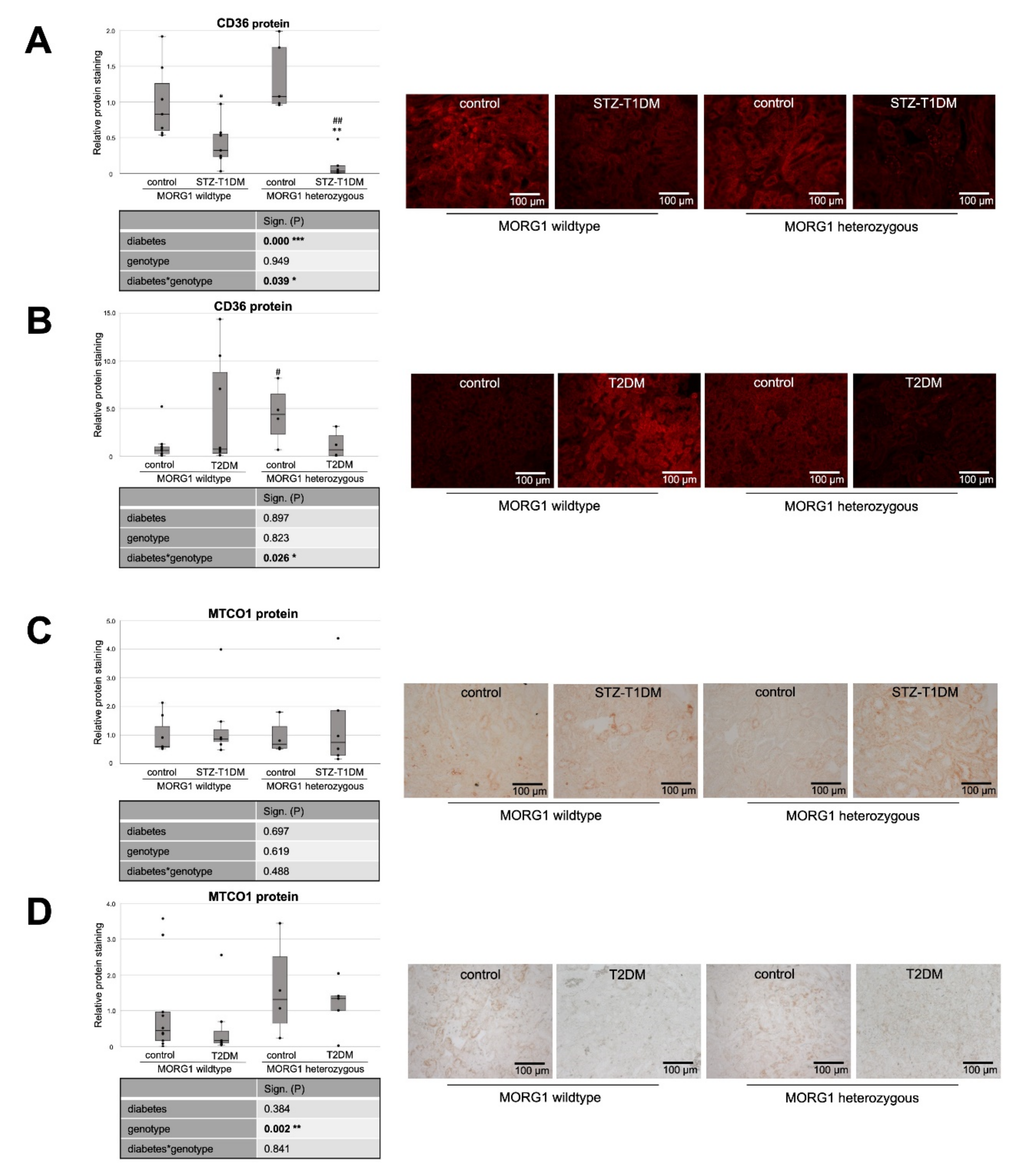 Biomedicines 10 00030 g003