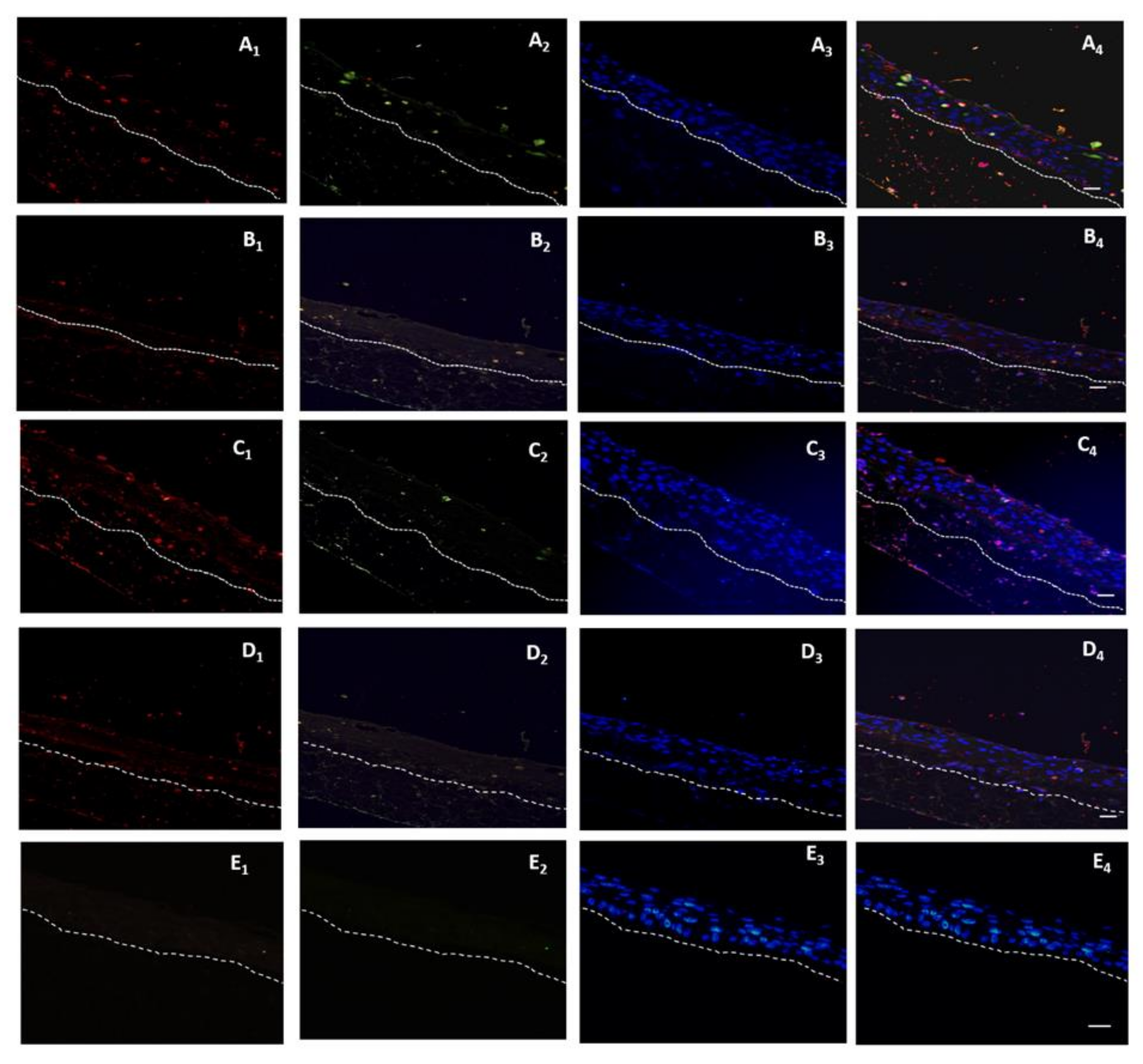Biomedicines 10 00035 g003 Biomedicines 10 00035 g003