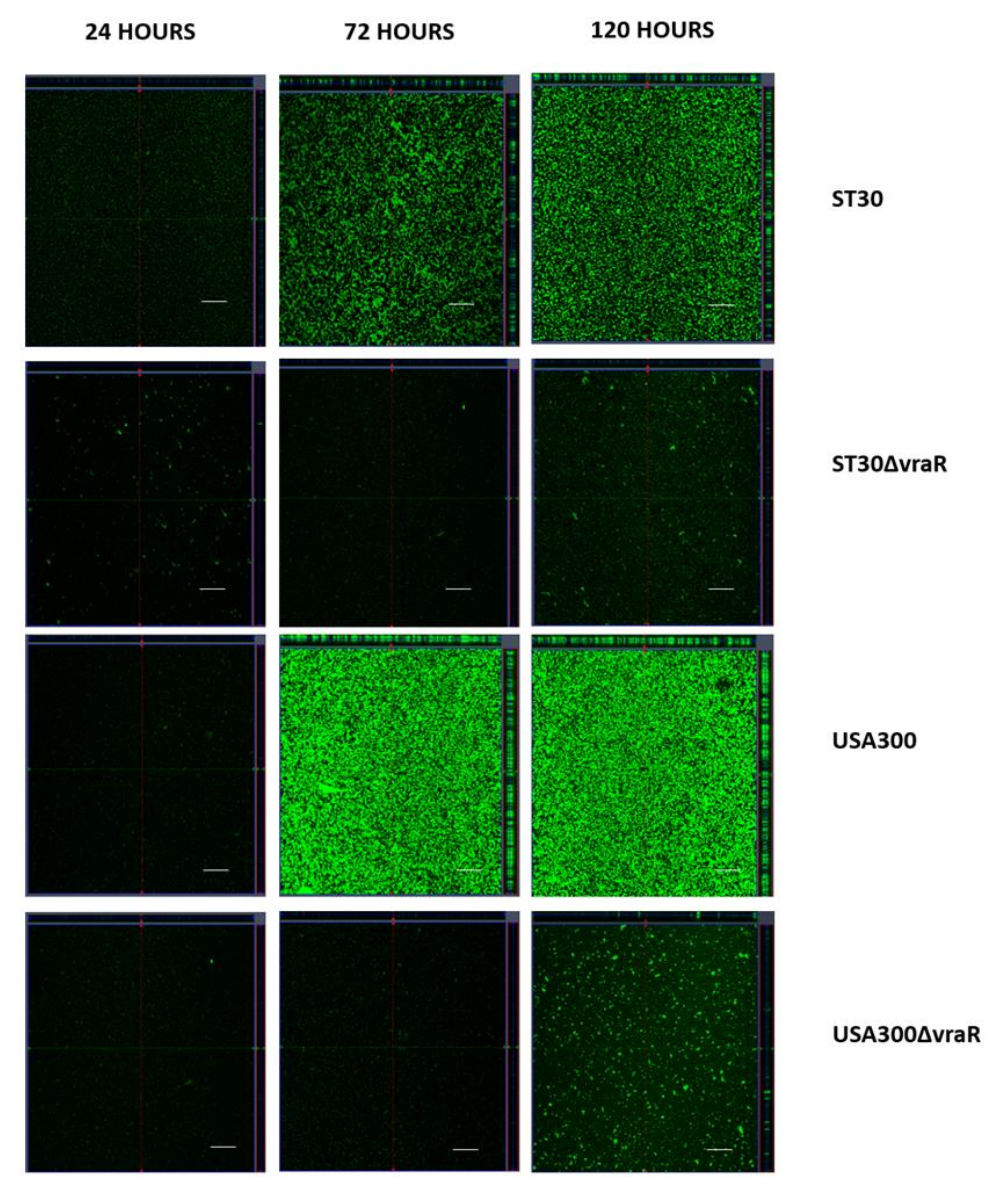 Biomedicines 10 00035 g008 Biomedicines 10 00035 g008