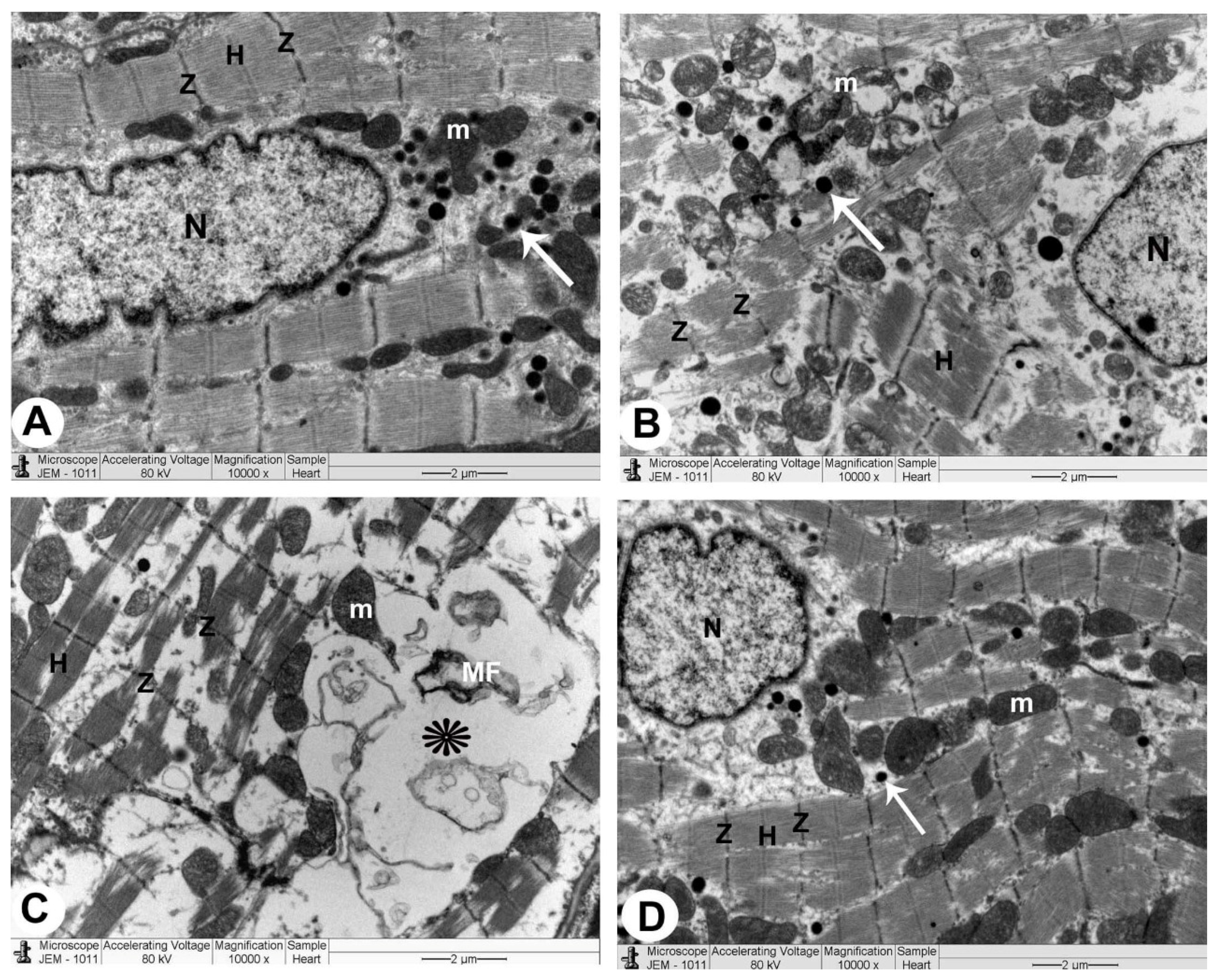 Biomedicines 10 00039 g004