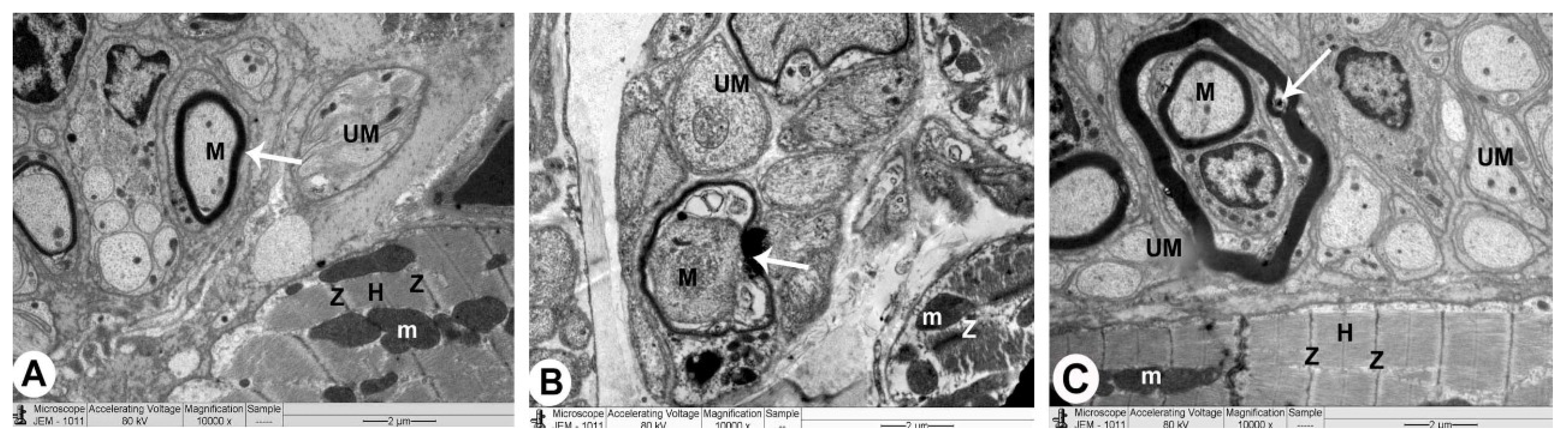 Biomedicines 10 00039 g006