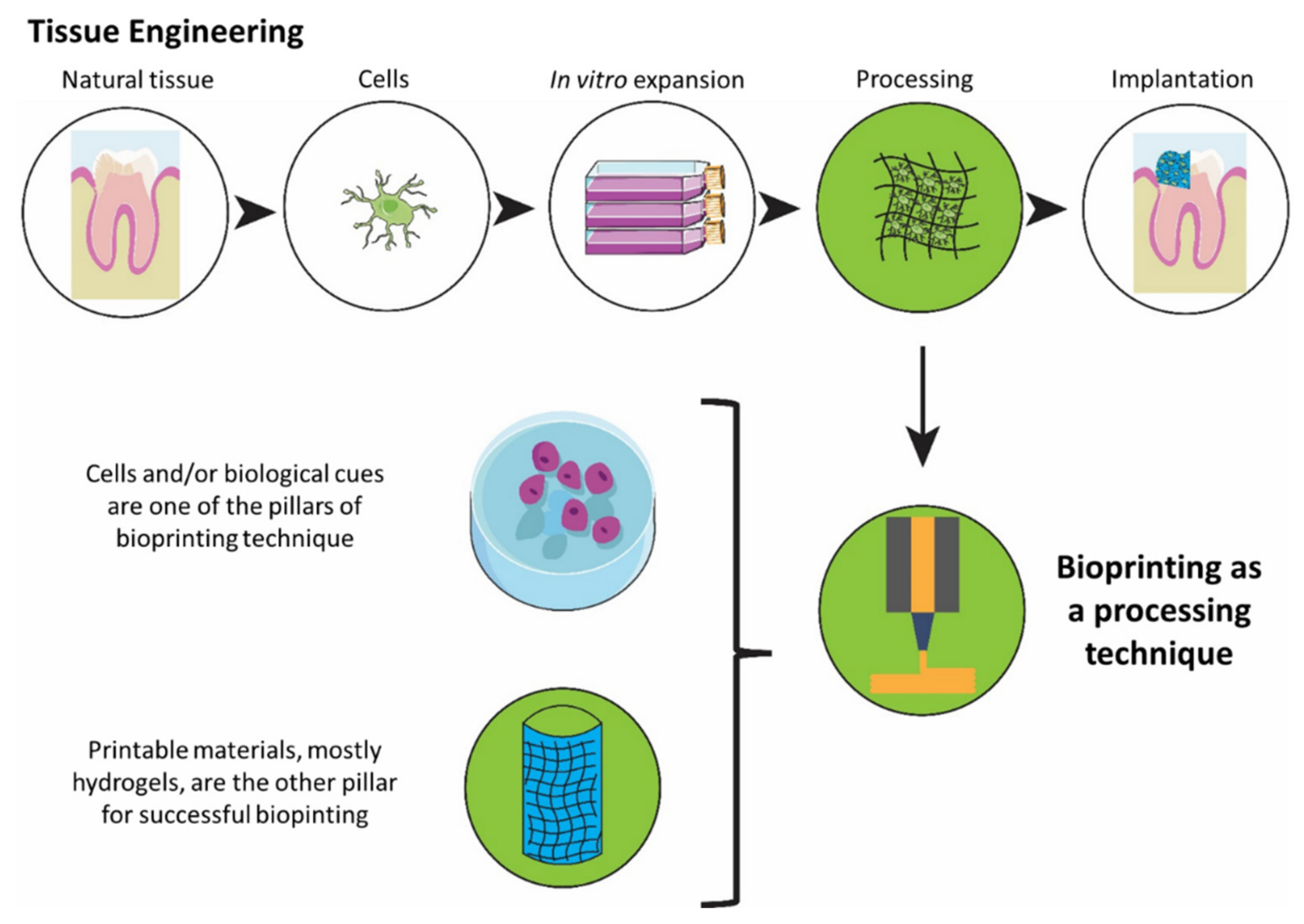 Biomedicines 10 00071 g001 Biomedicines 10 00071 g001