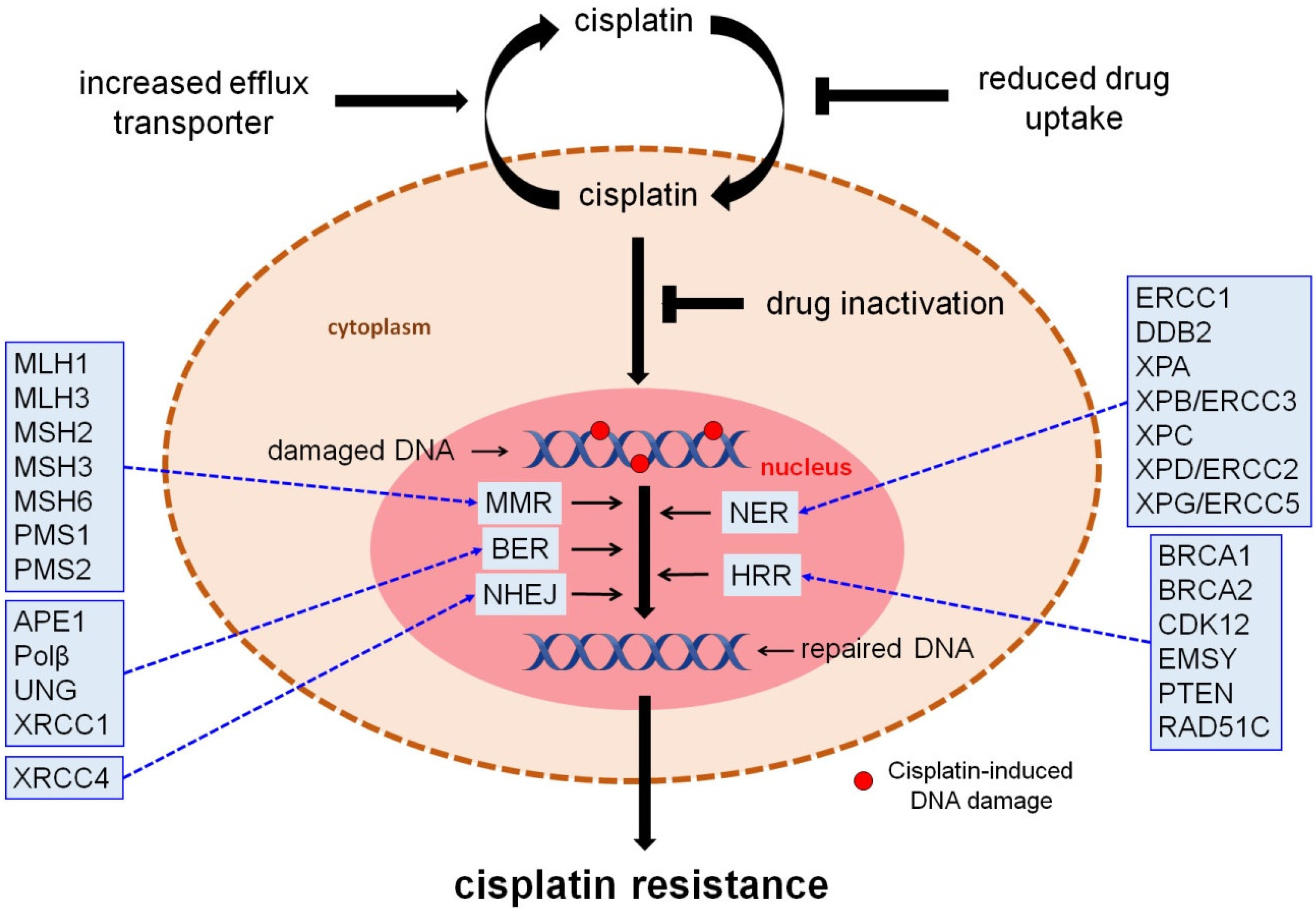 Biomedicines 10 00082 g002