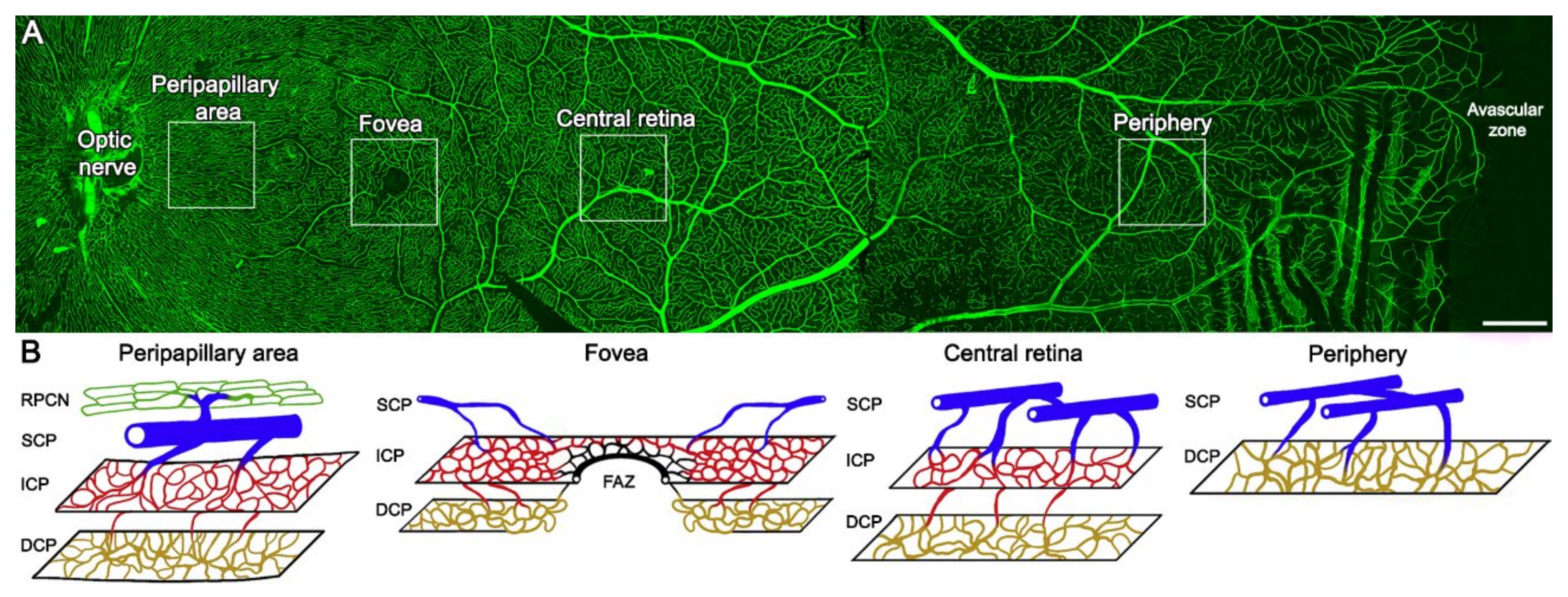 Biomedicines 10 00088 g001