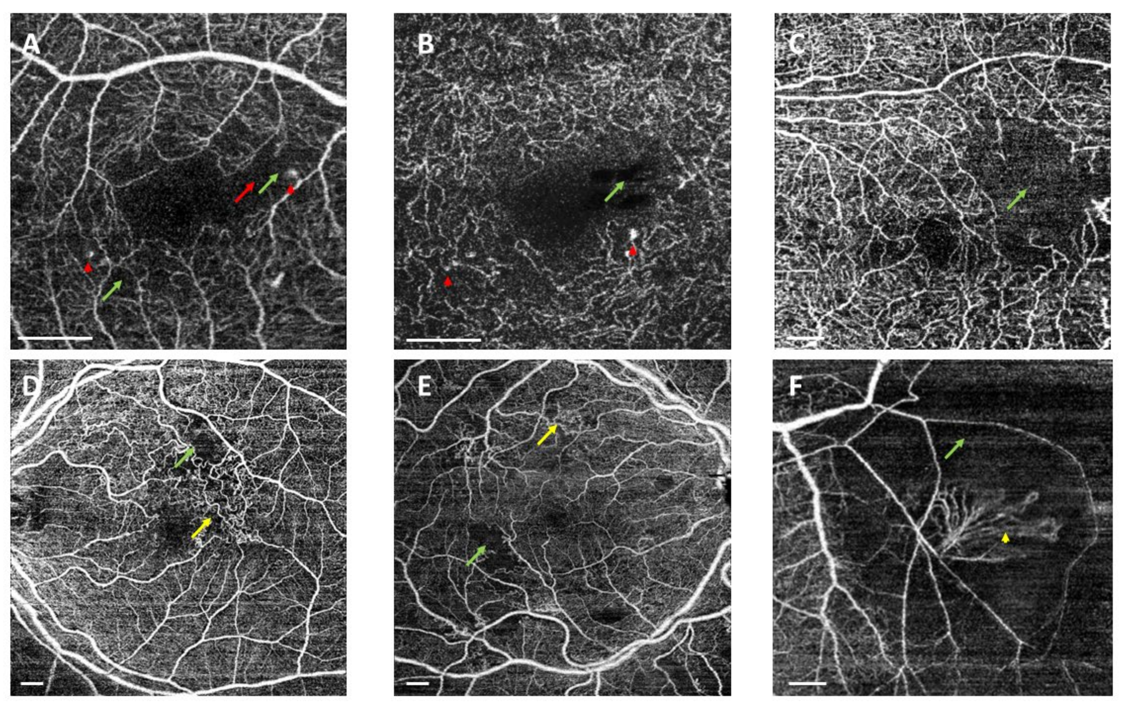 Biomedicines 10 00088 g003
